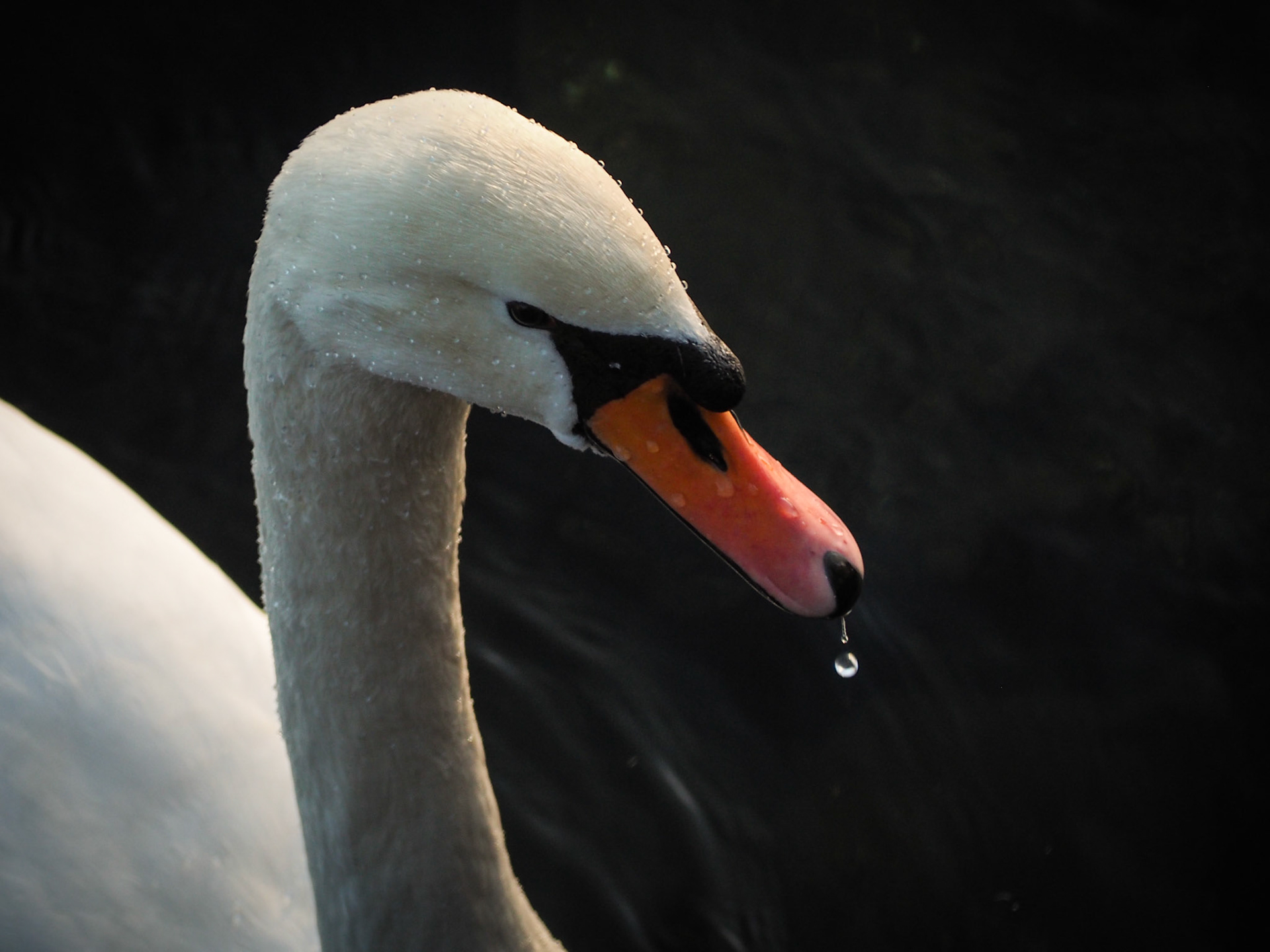 Swan with water droplets