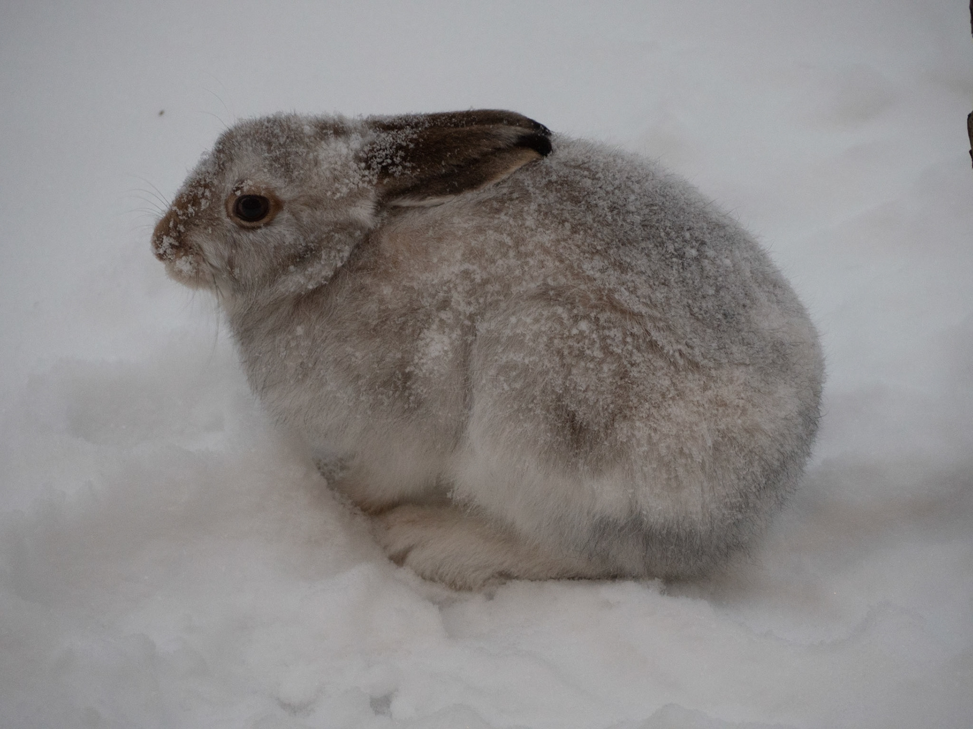 Arctic hare