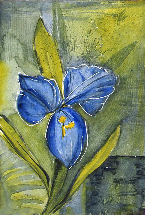 Iris  7 x 5