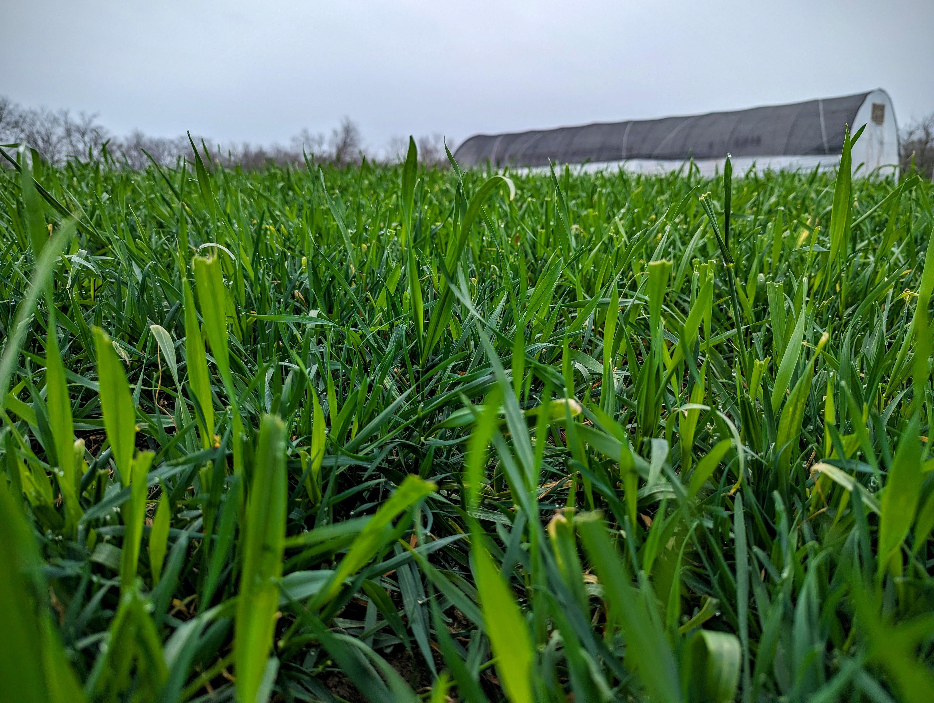 Deer-nibbled winter wheat