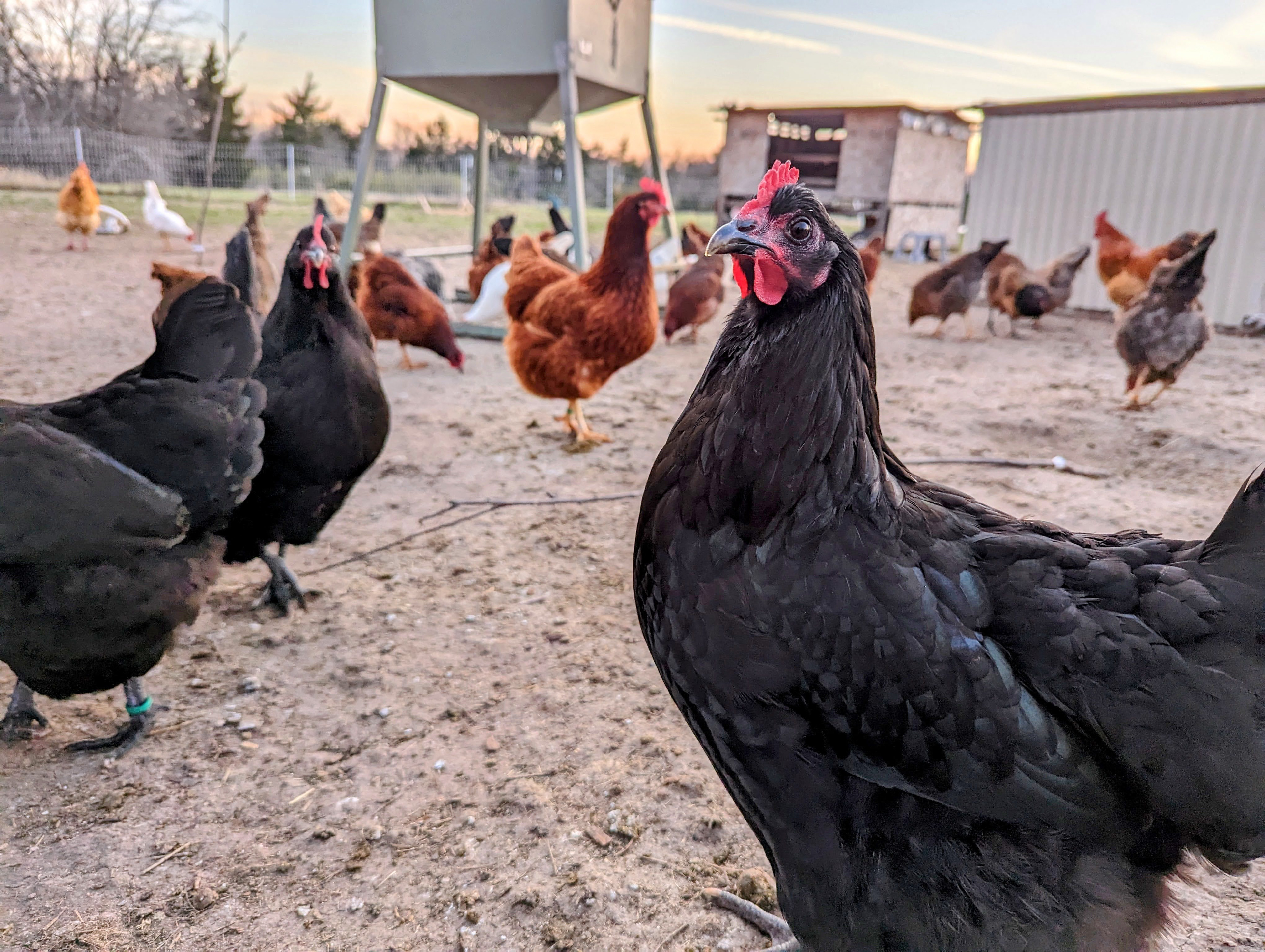Australorp