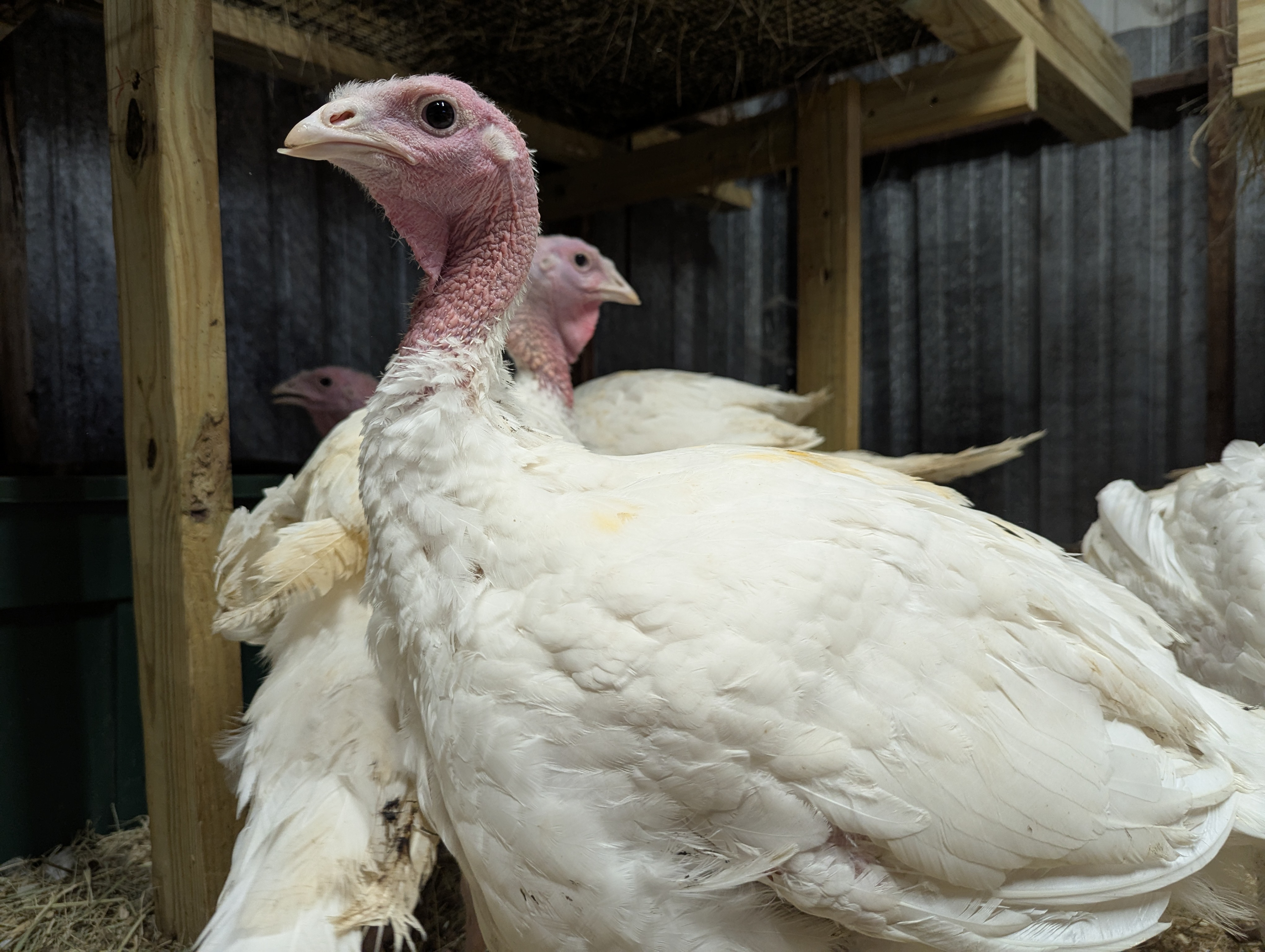 Turkeys