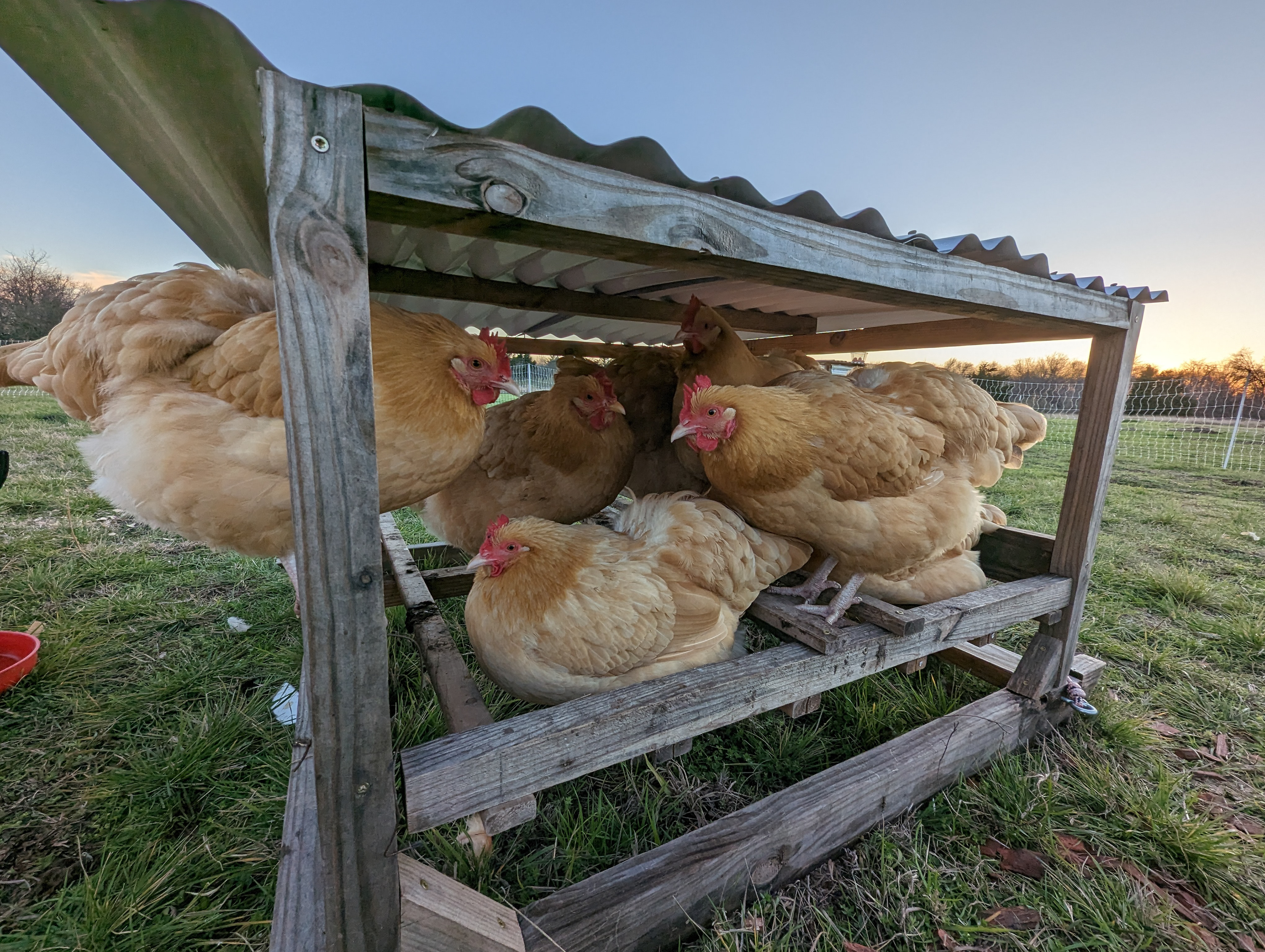 Relaxing chickens