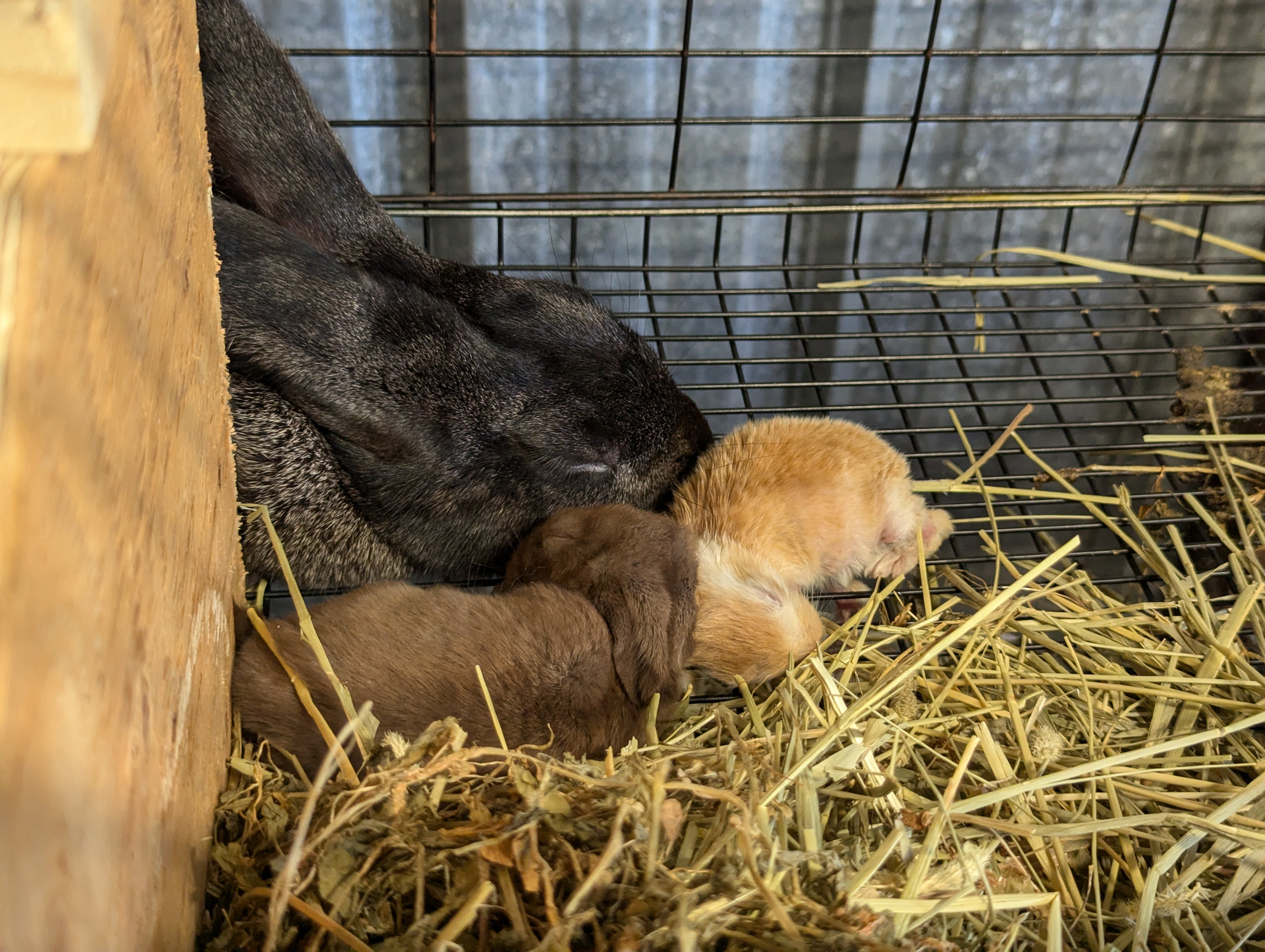 Gloria and babies.