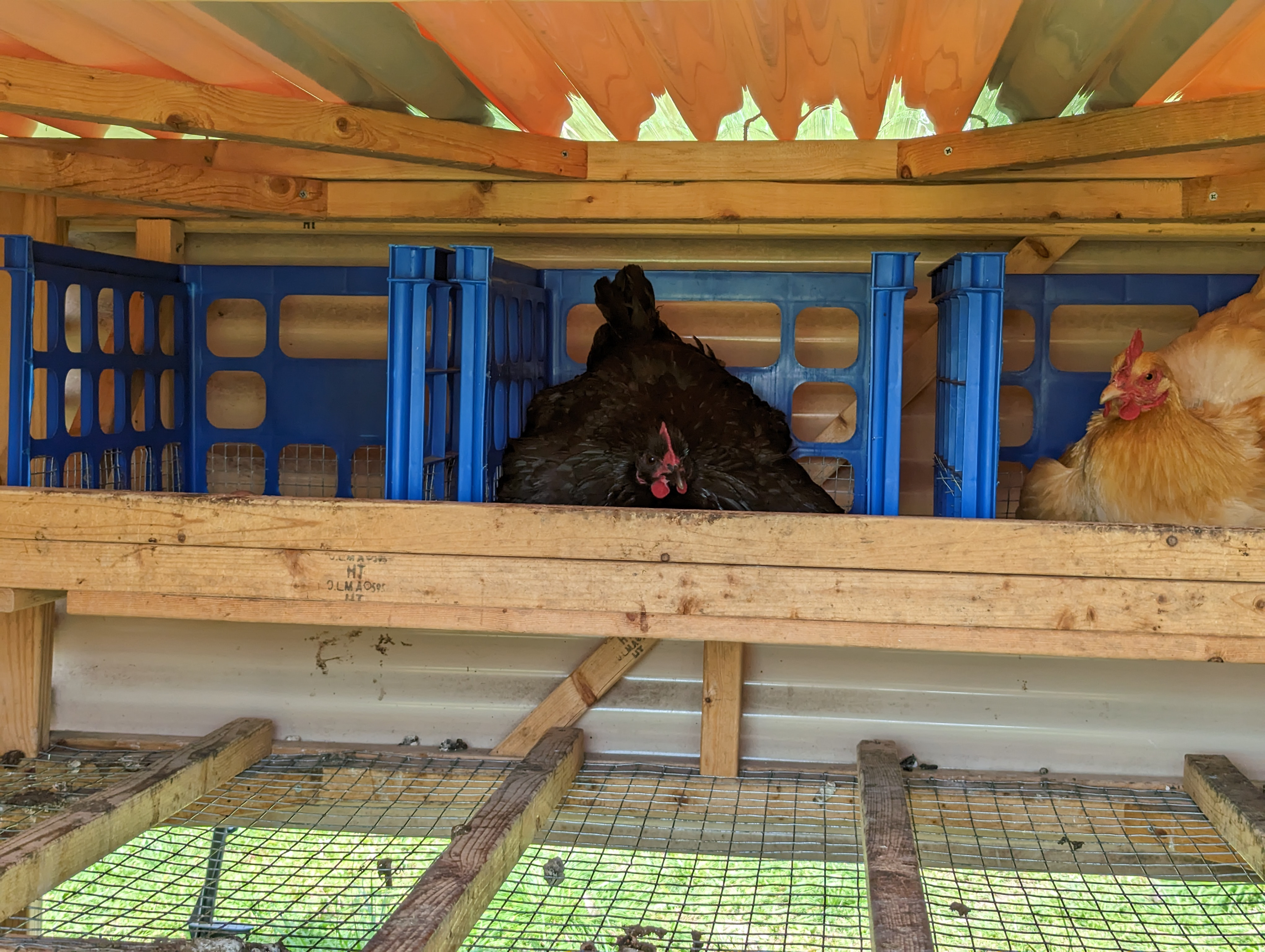 Broody chicken