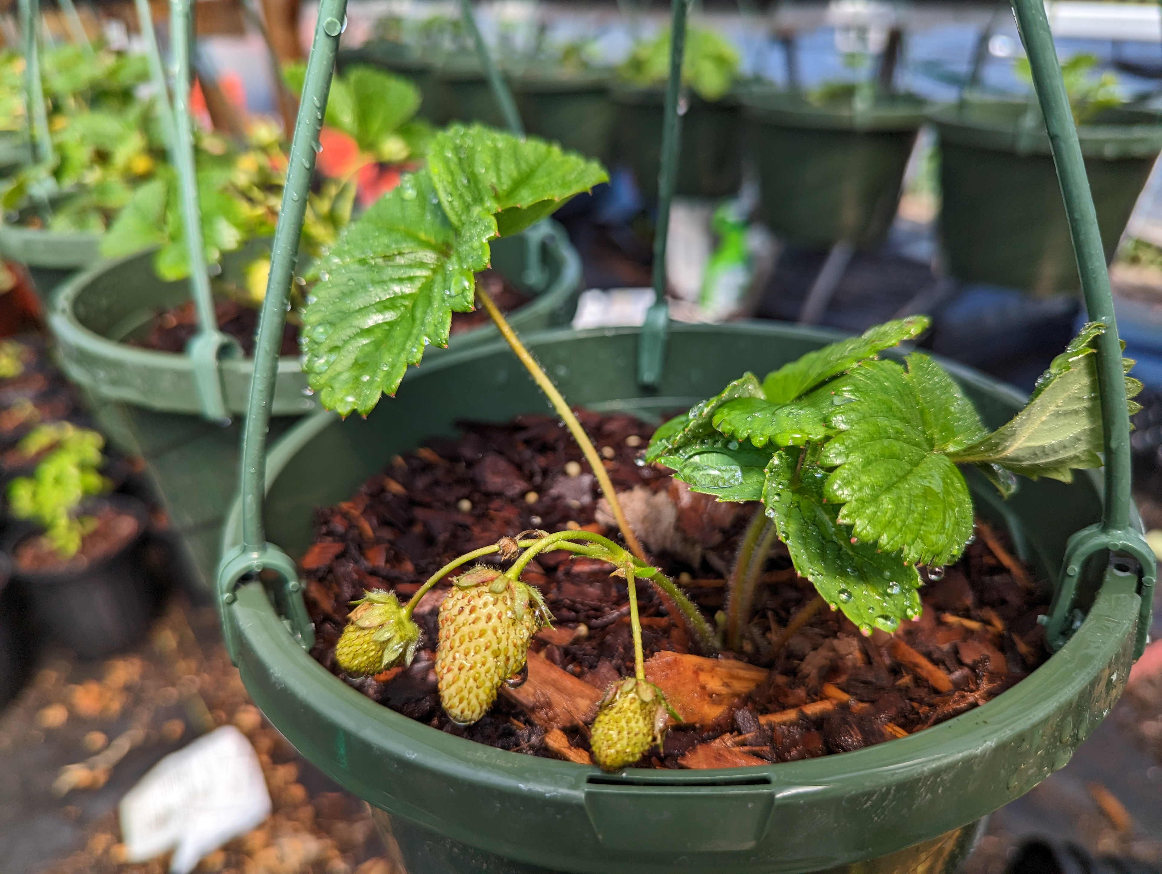 Strawberries