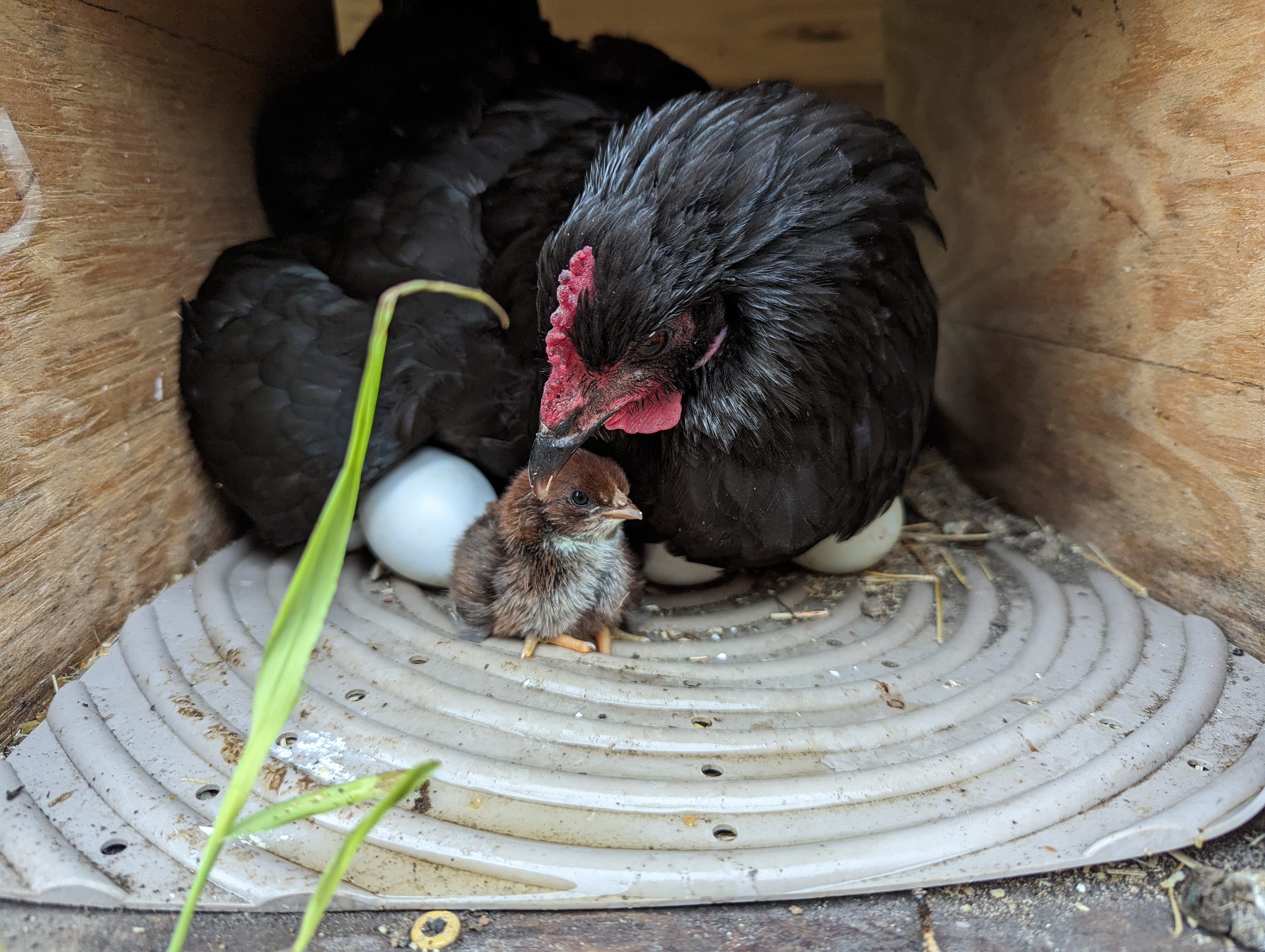 Goofy showing off her new chick.