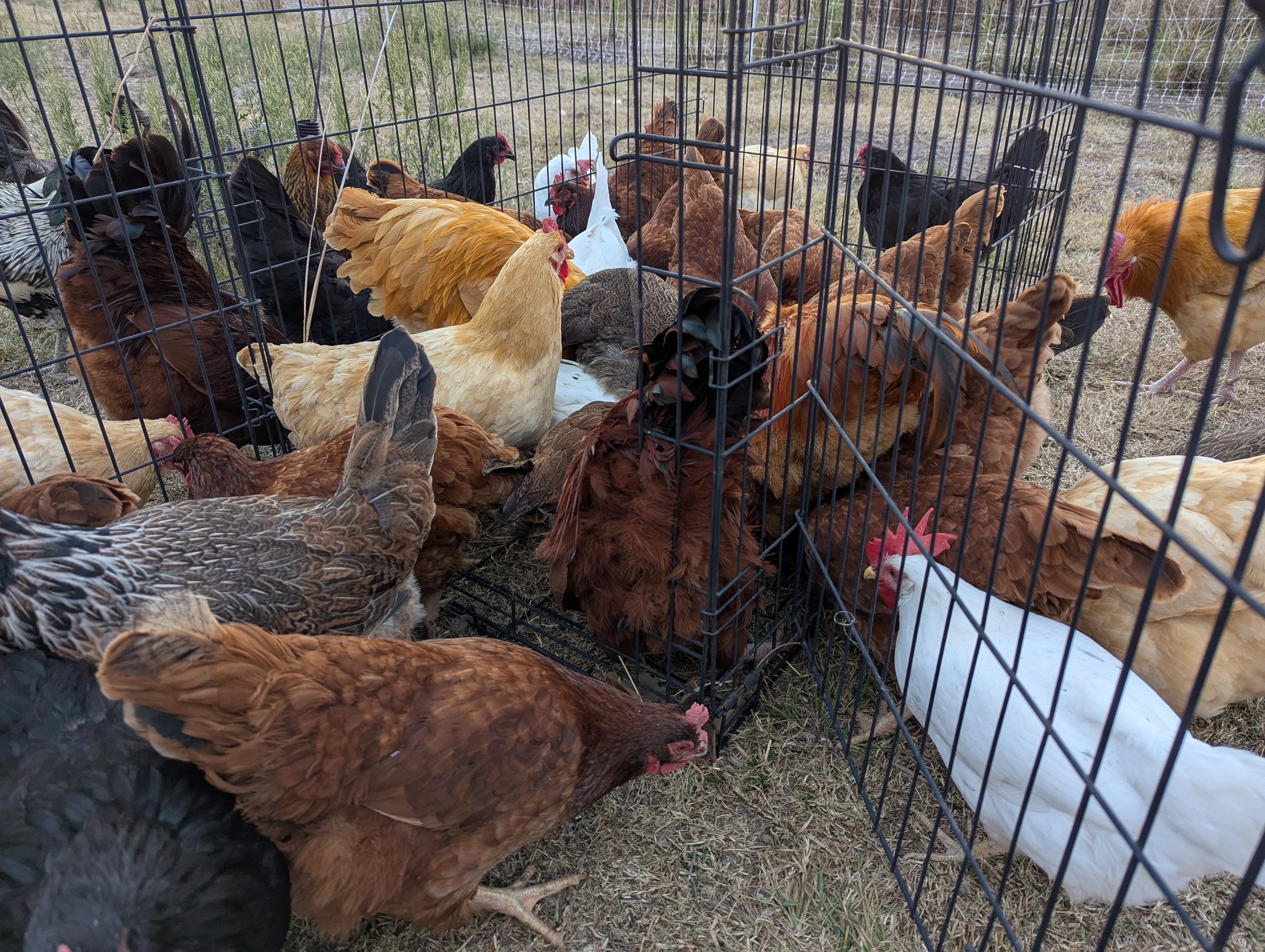 Broody jail left unattended for 2.7 seconds...