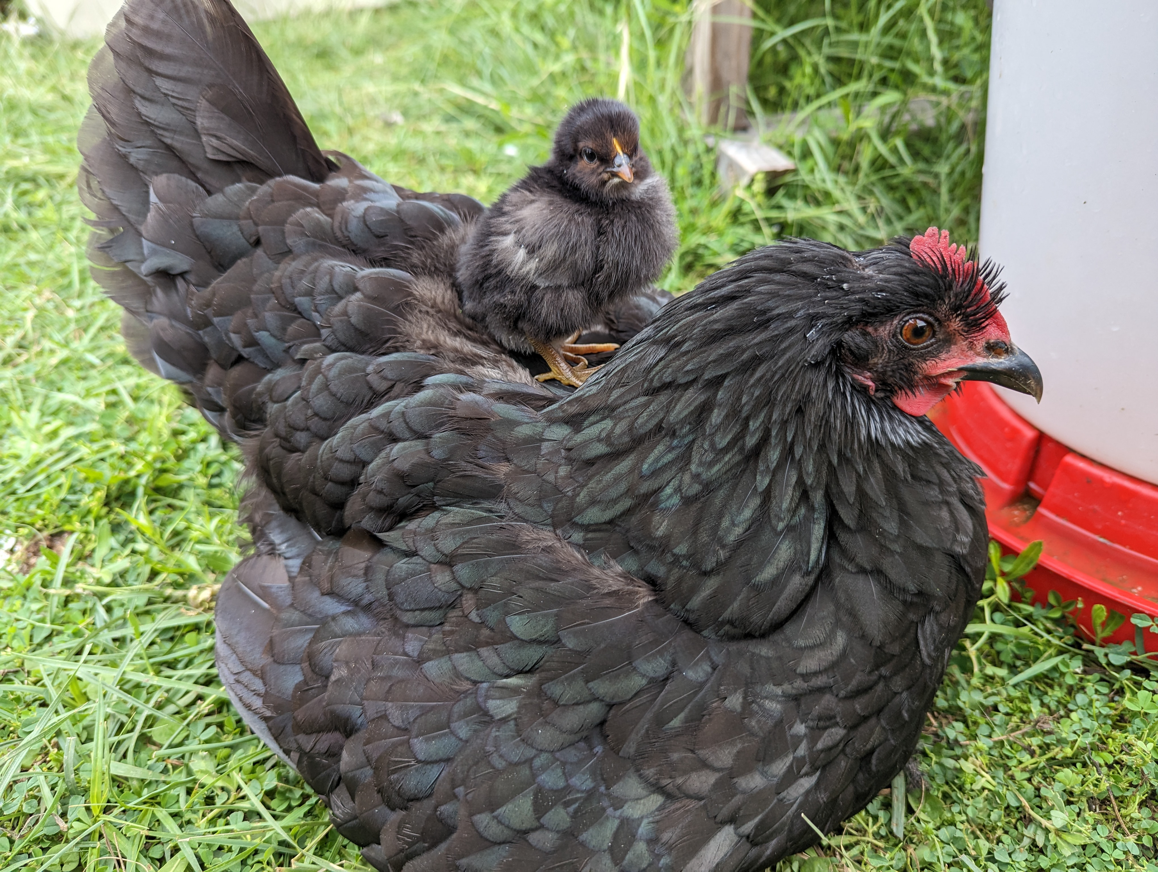 Spot taking her baby for a ride