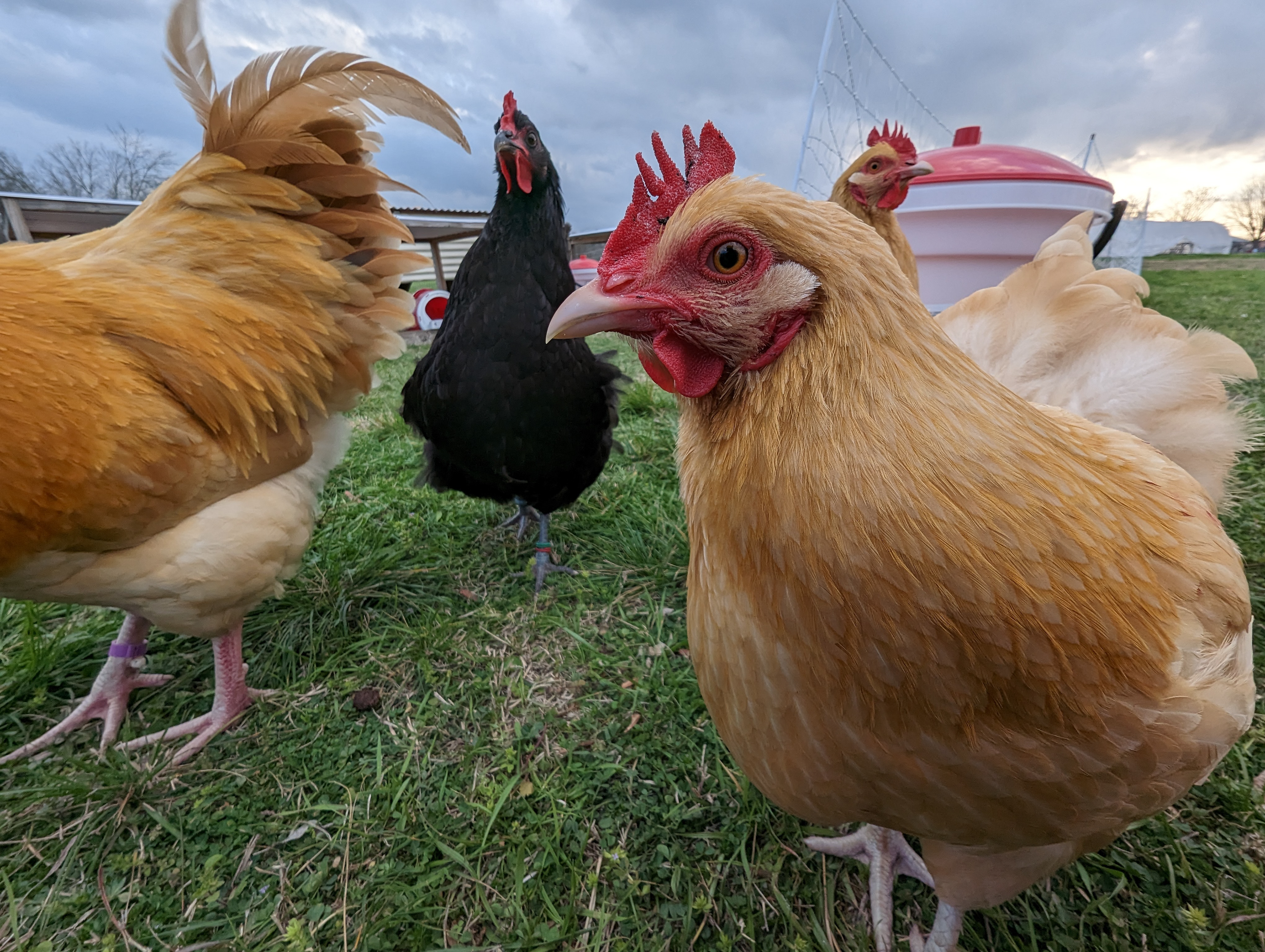 Curious chicken