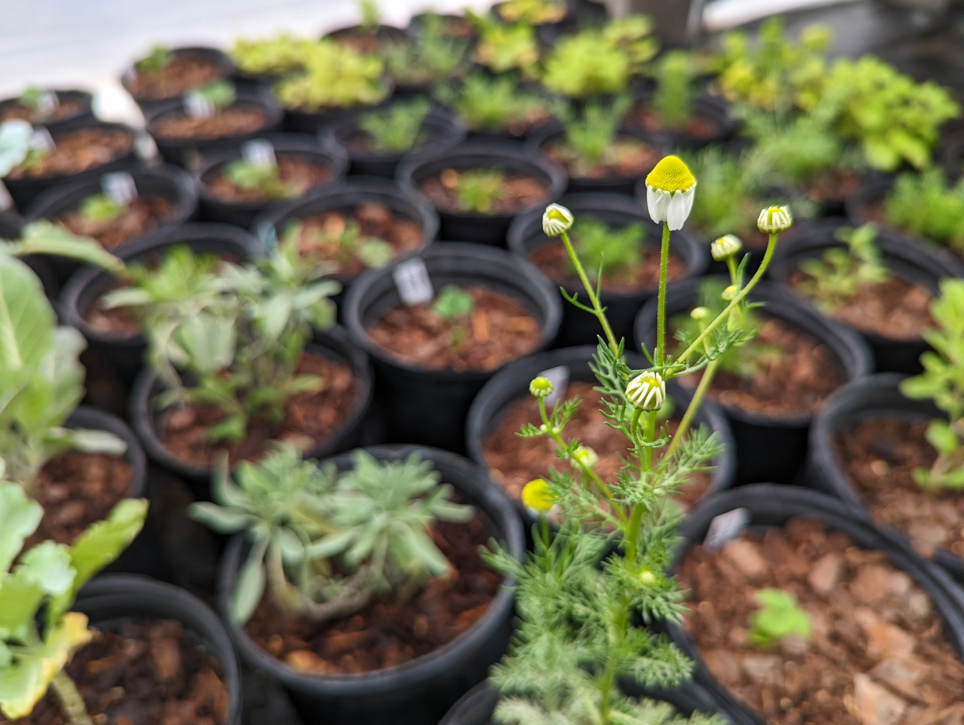 Chamomile flower
