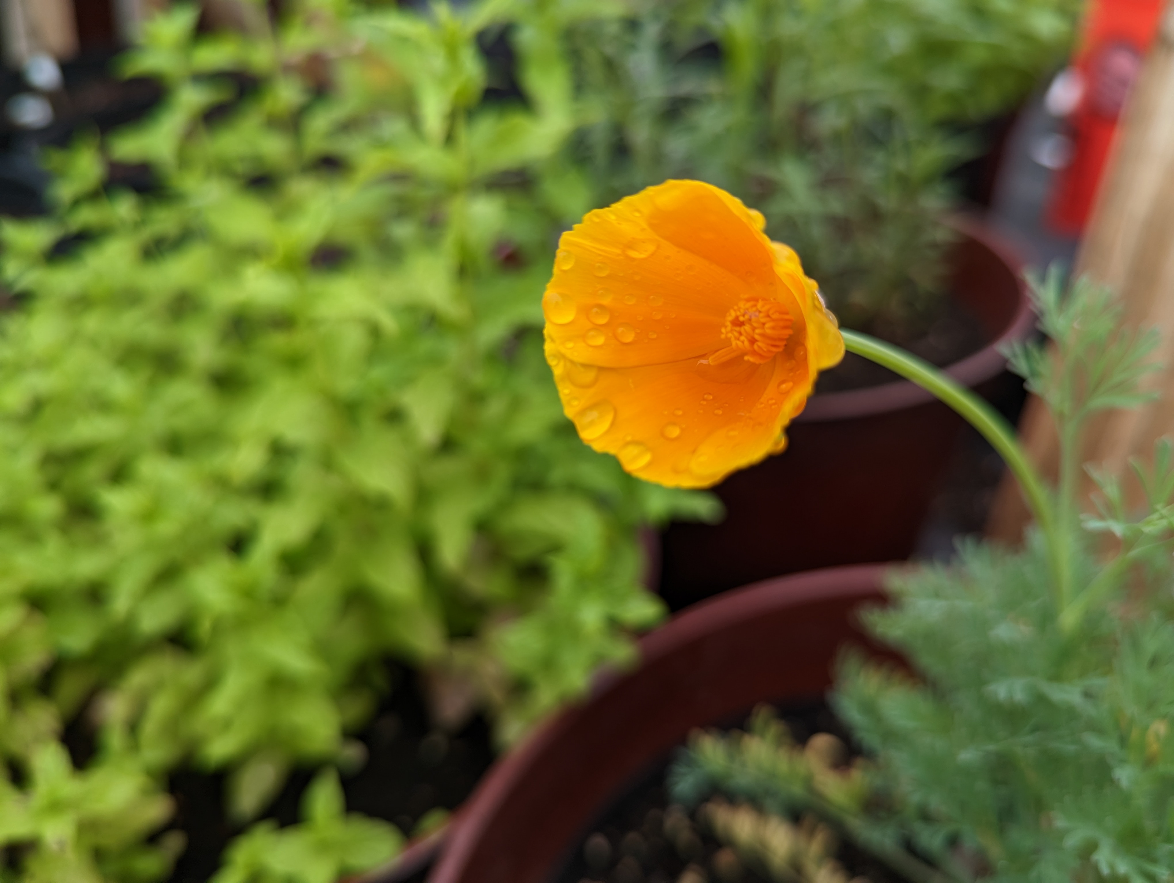 Poppy flower