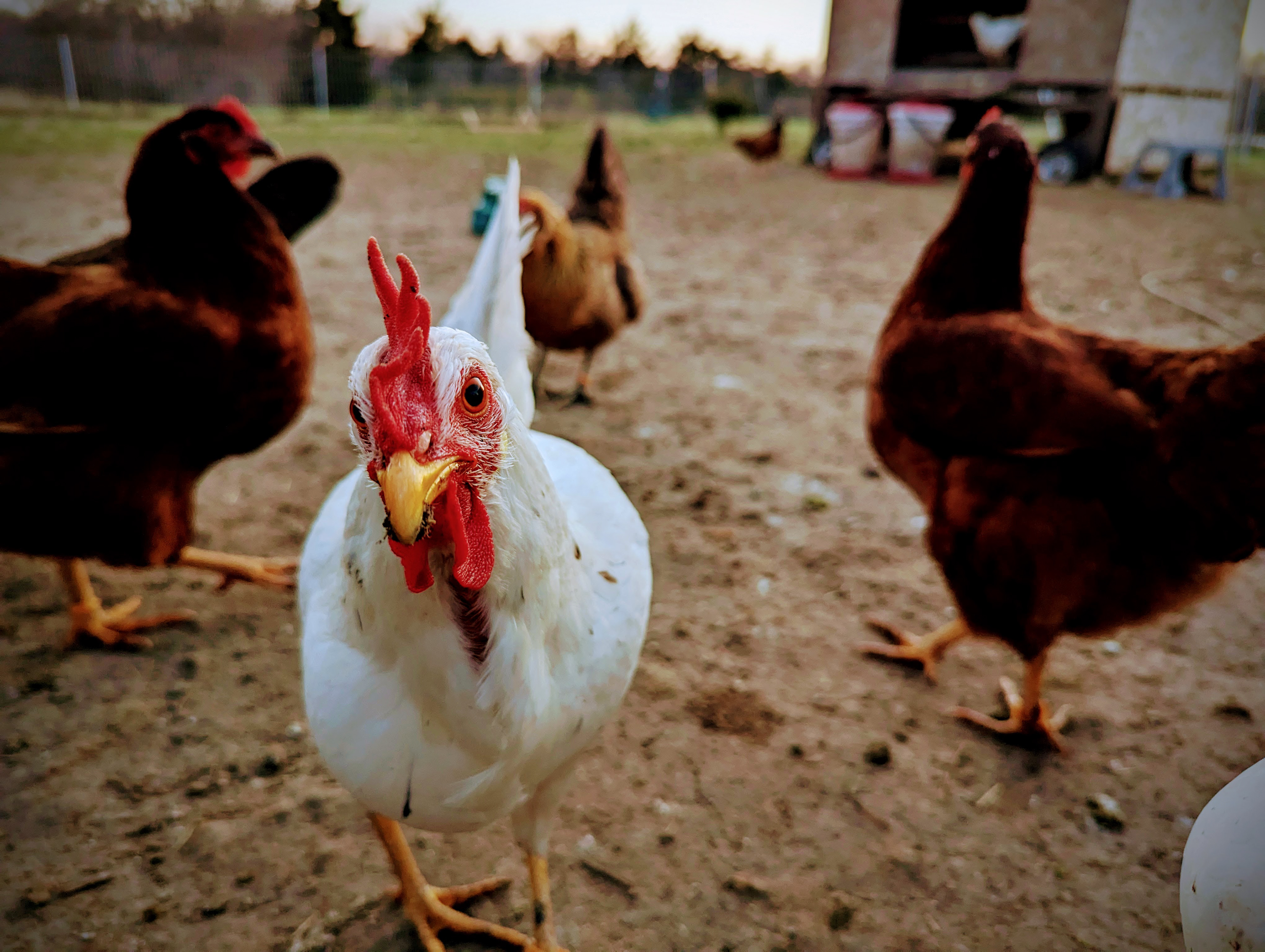Leghorn