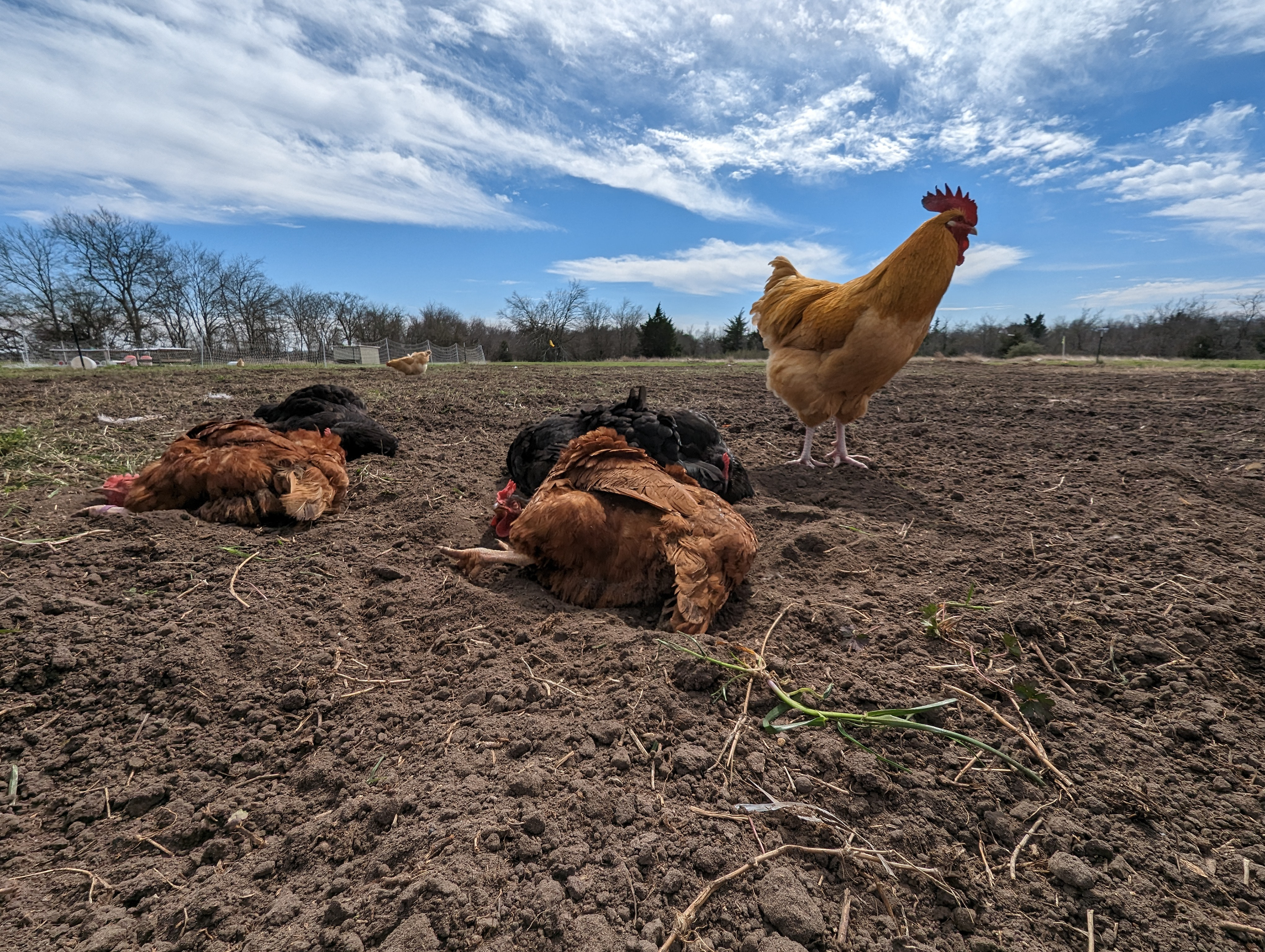 Freshly-tilled ground is just too tempting for impromptu dust baths