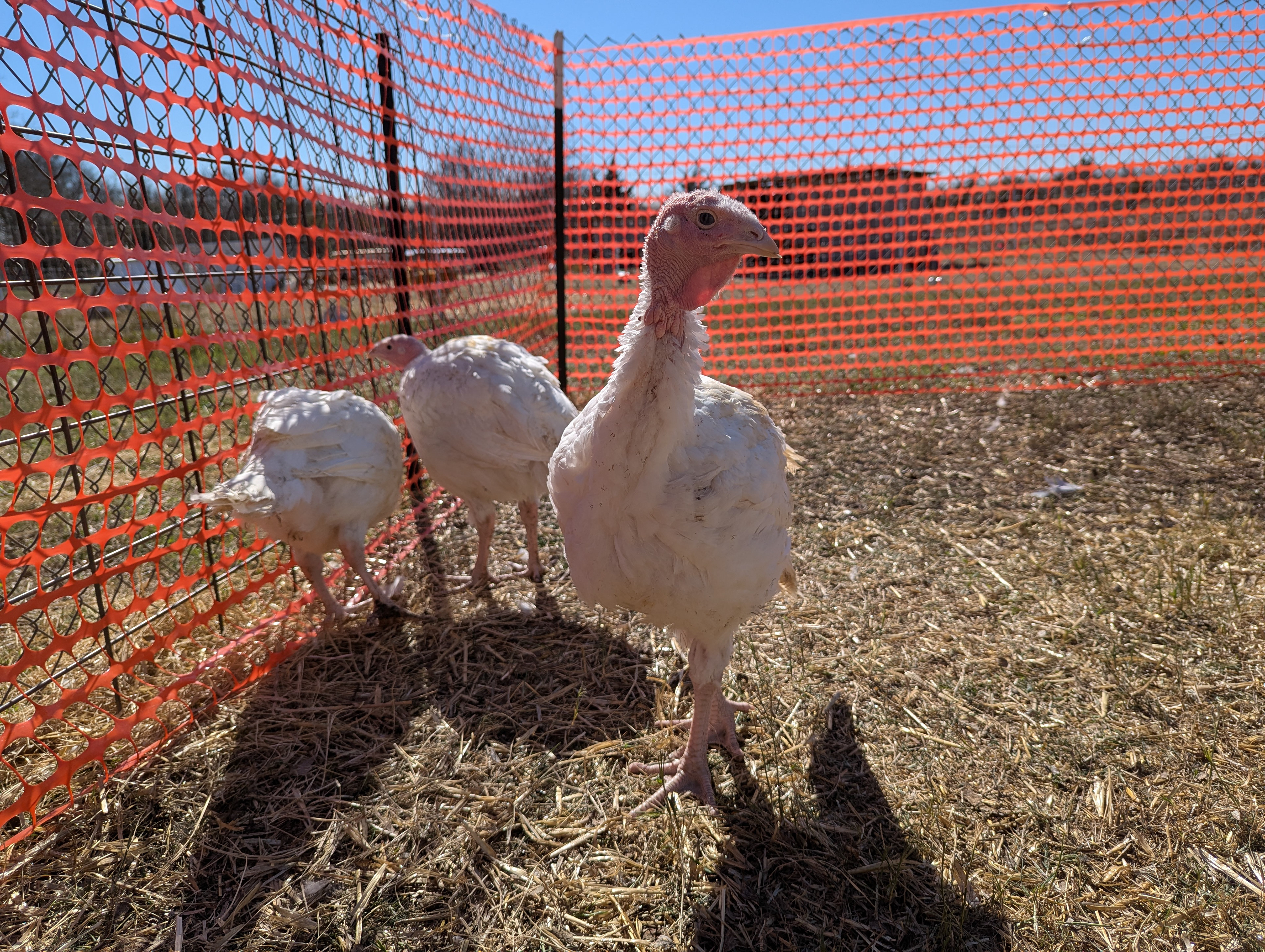 Pastured turkeys.