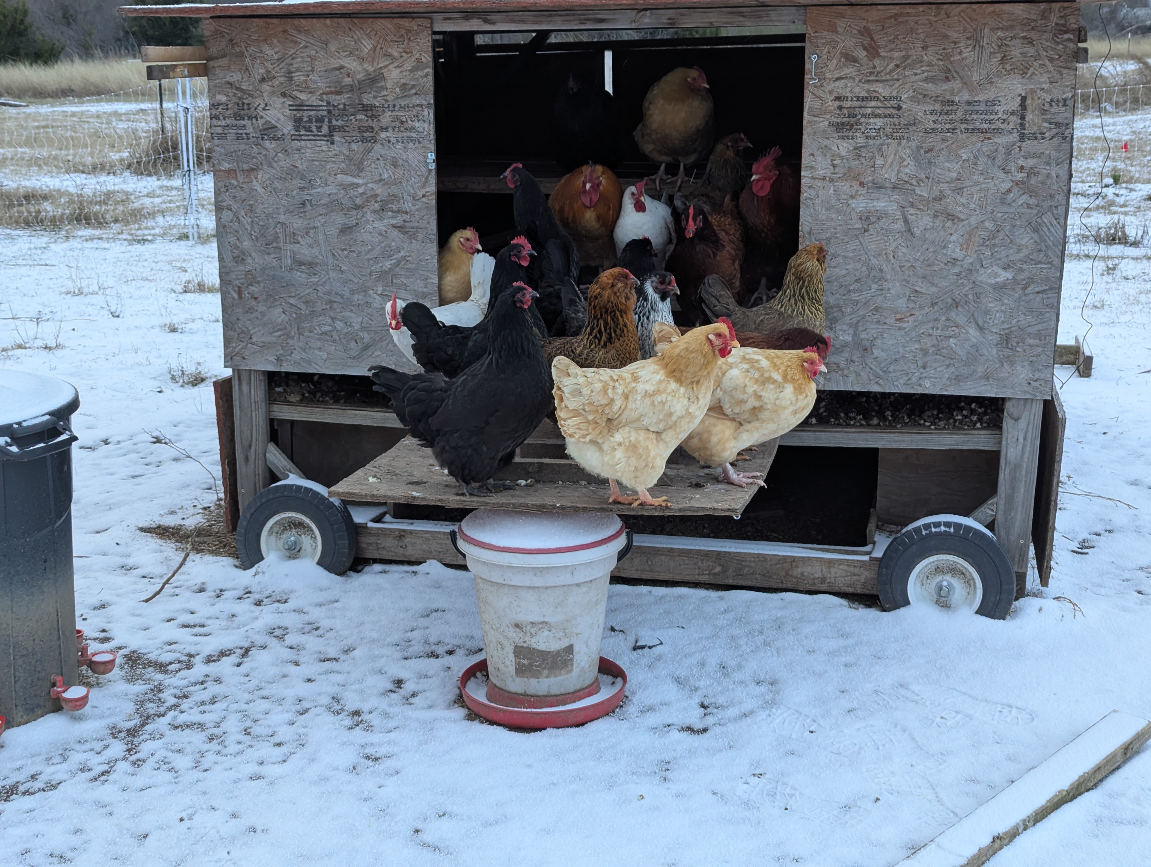 The chickens don't understand snow.
