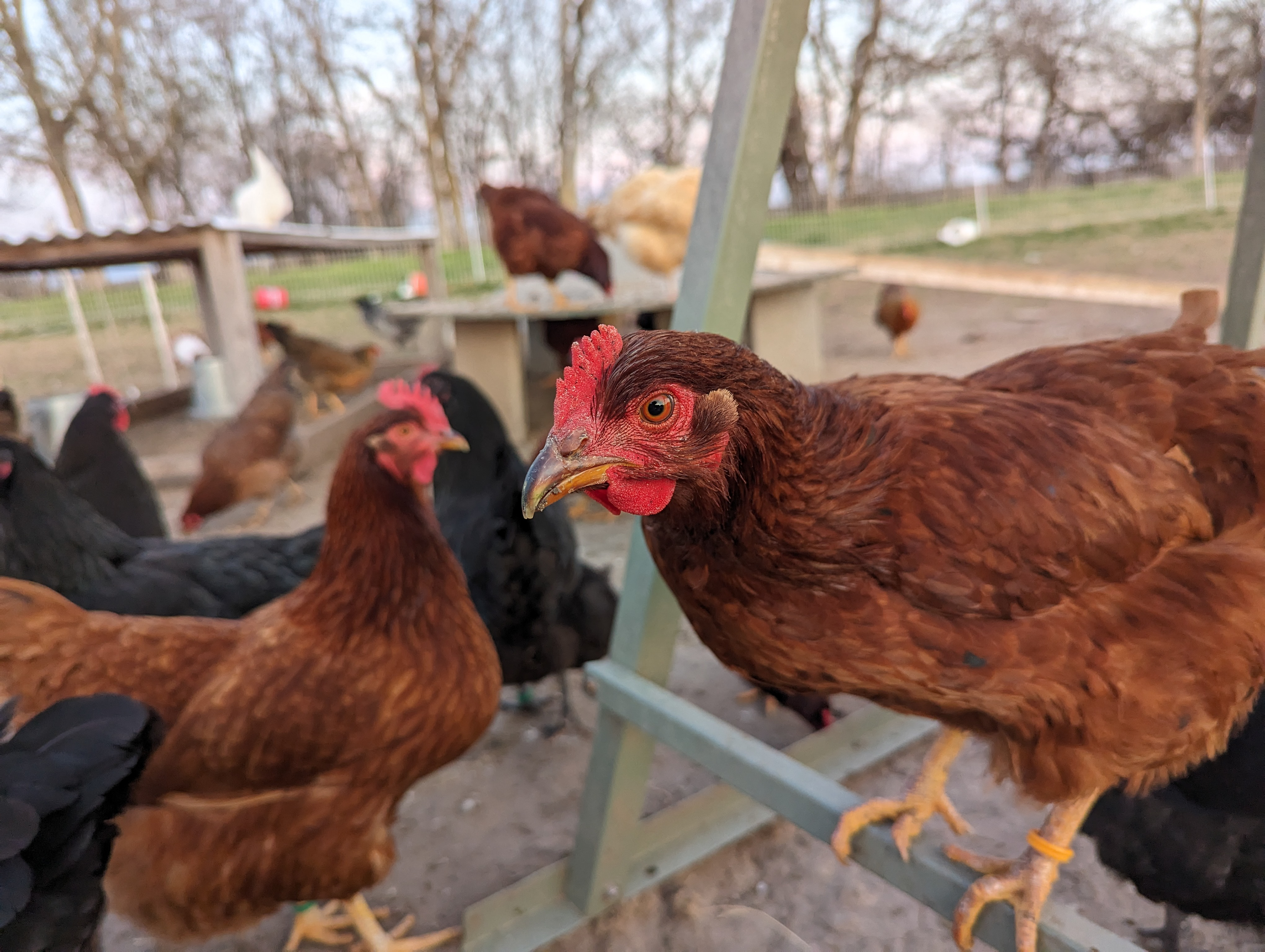 Rhode Island Red