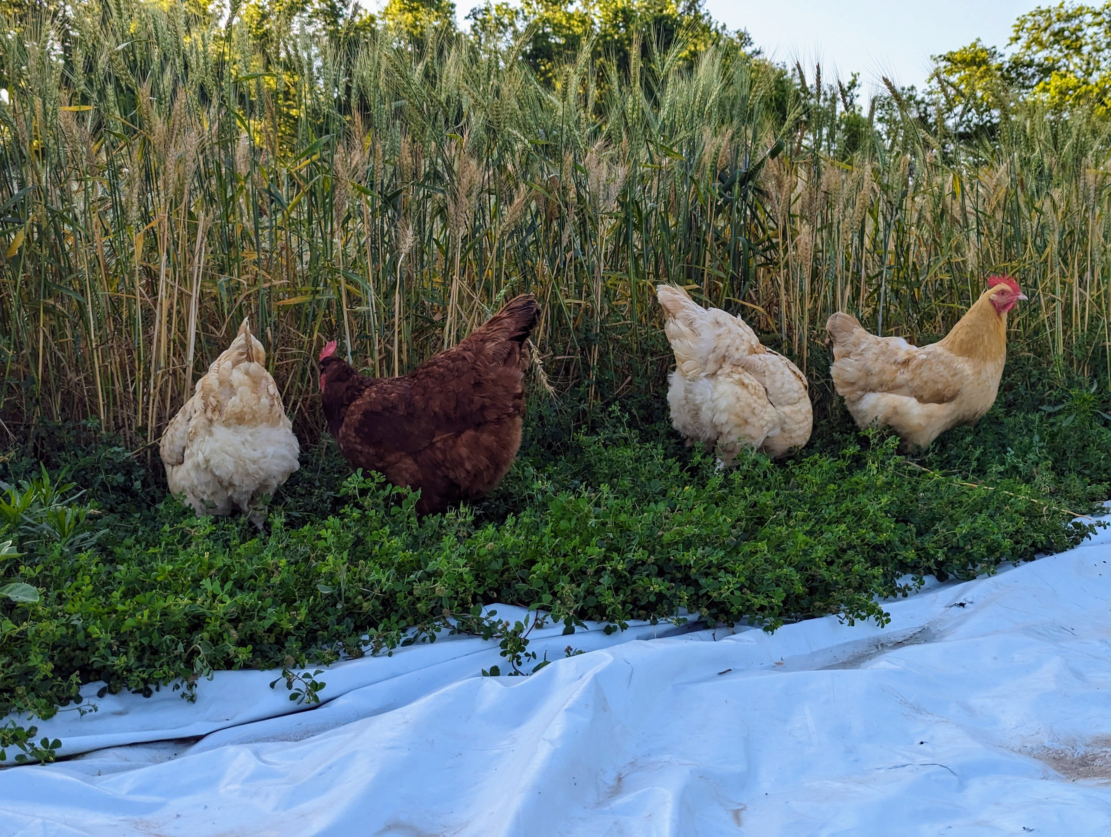 The chickens have found the winter wheat.