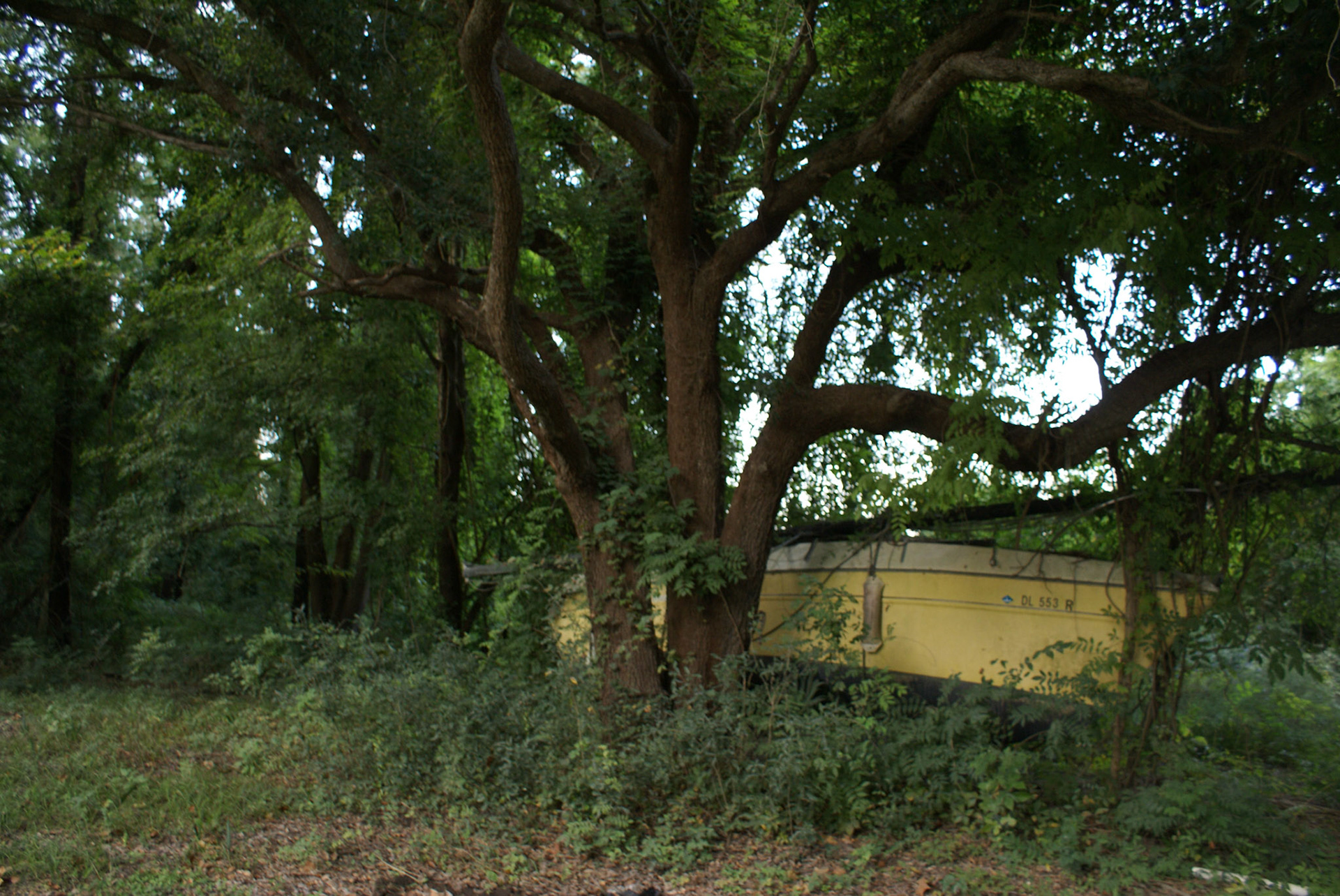 SONY DSC