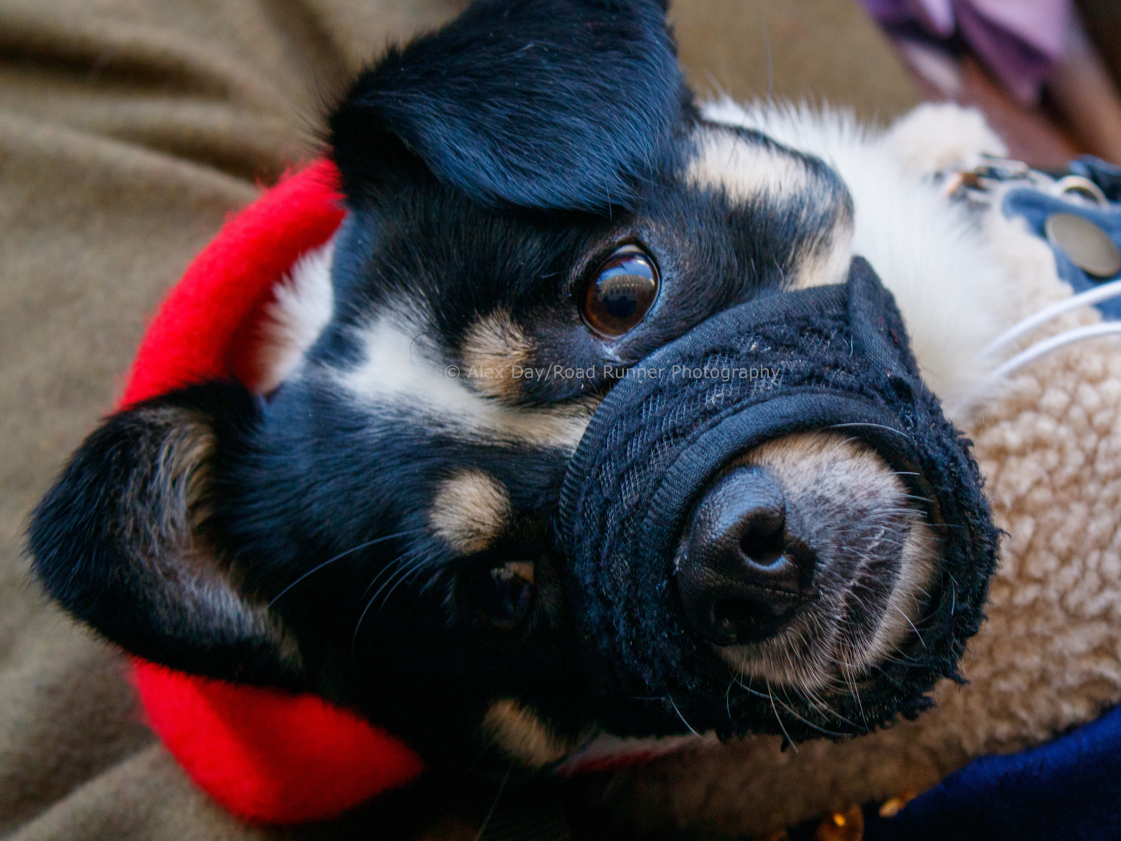 Chap Grand Flaneur Walk November 2025