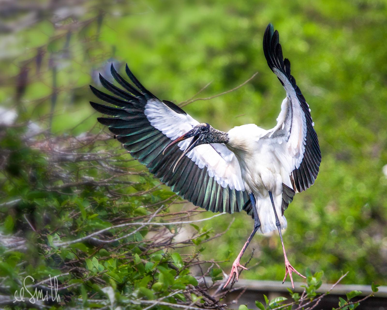 Wood stork landing
