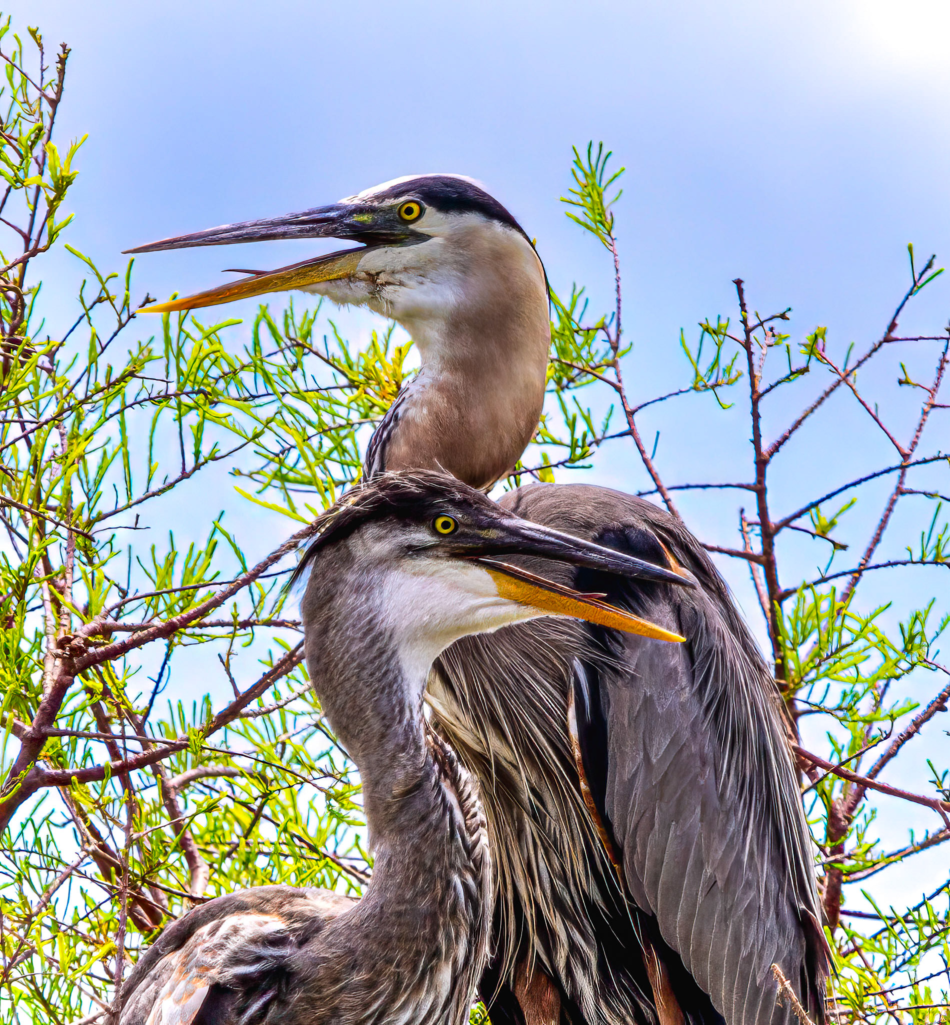 tri-color herons