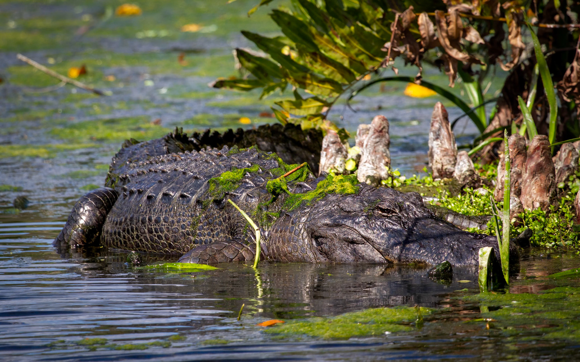 Alligator at Green Cay Wetlands