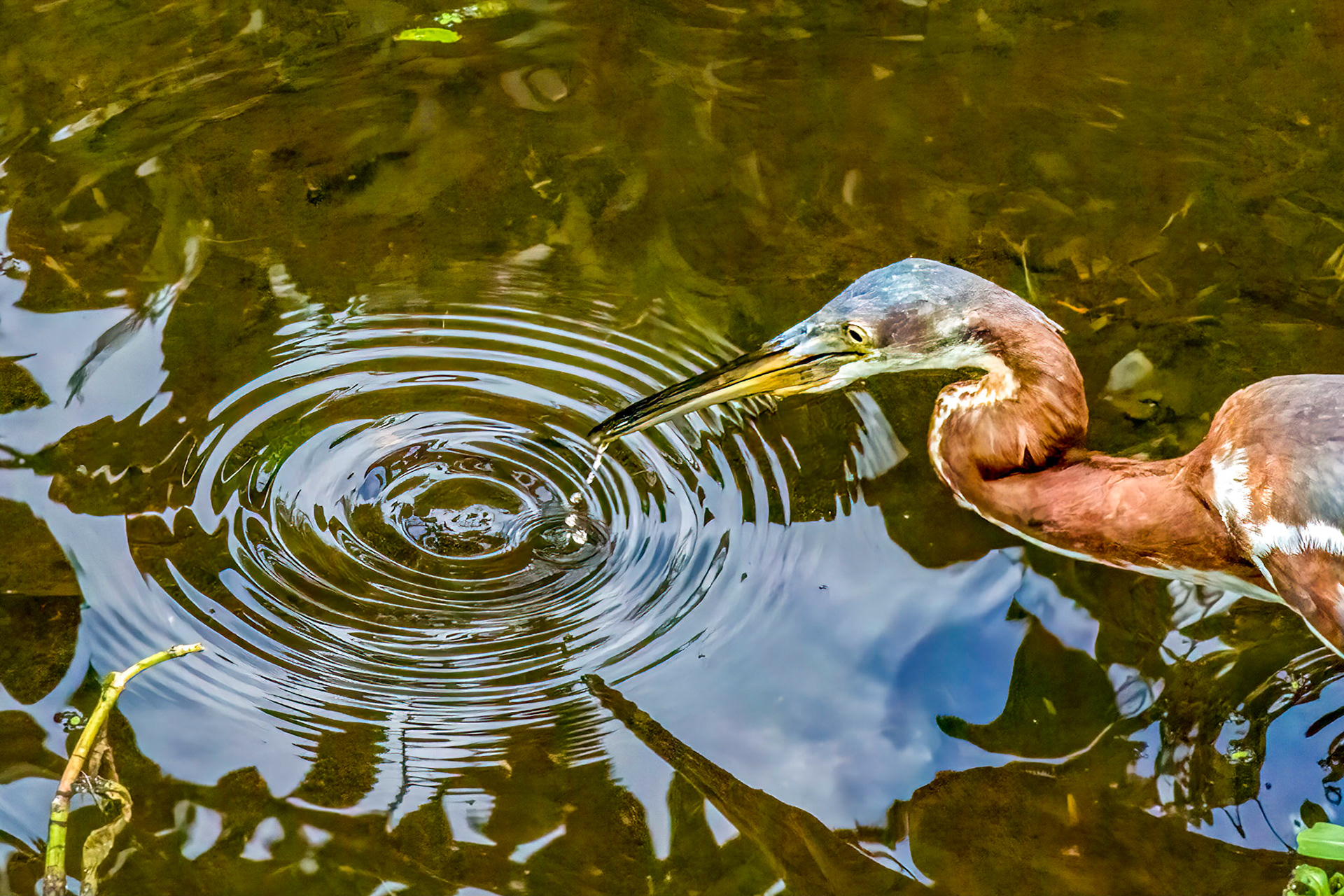 tri-color heron fishing