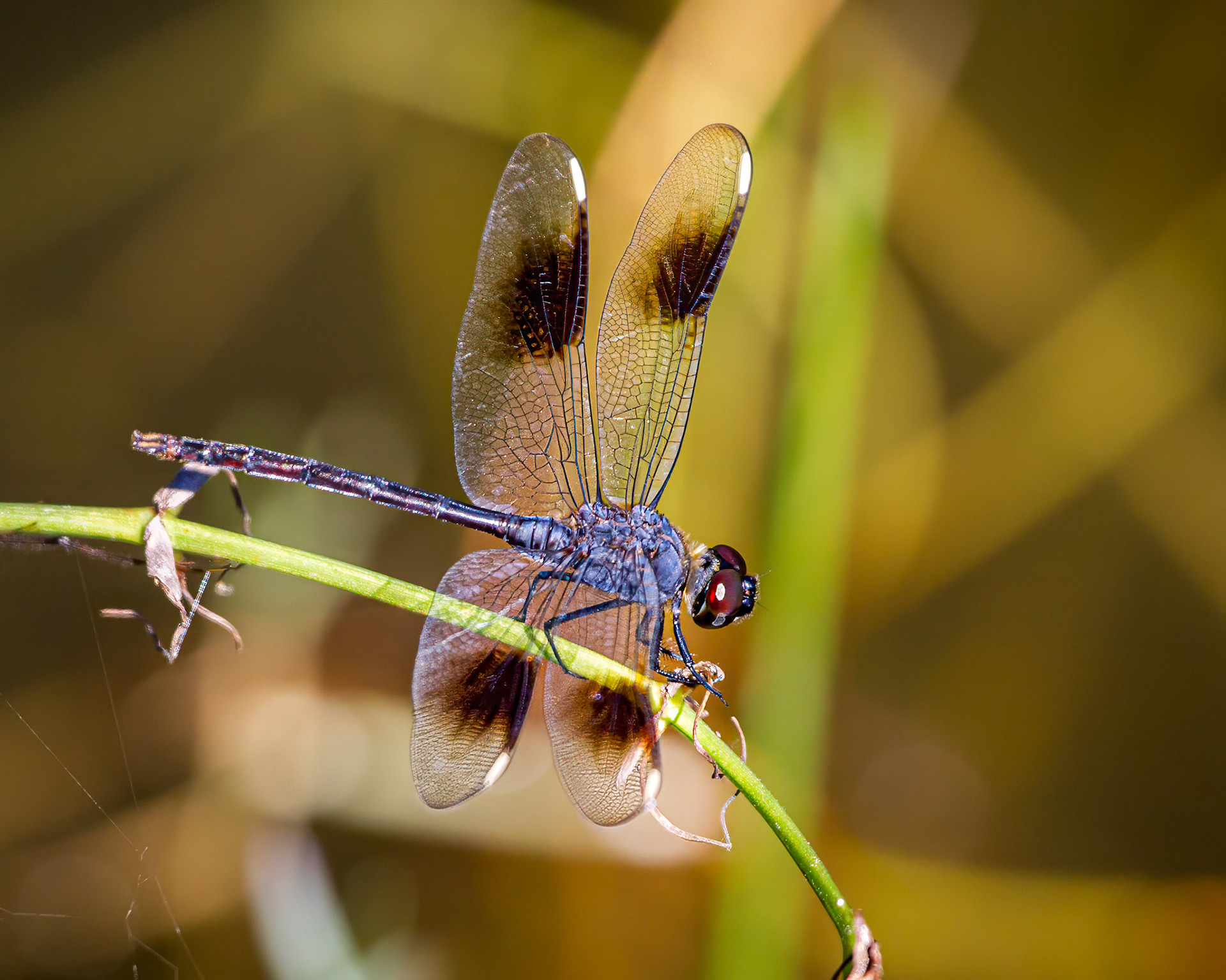 four-spotted pennant dragonfly