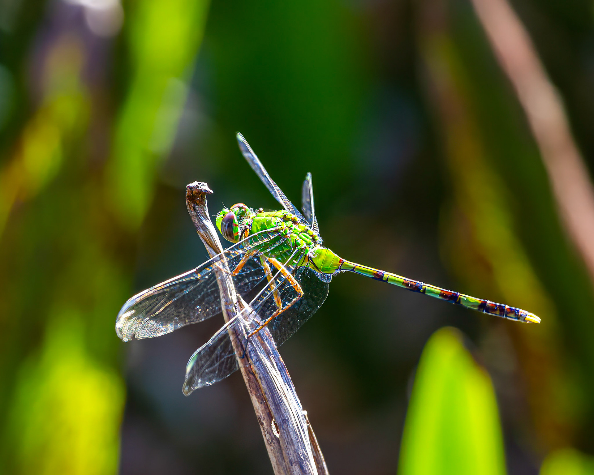 green darner dragonfly, south Florida