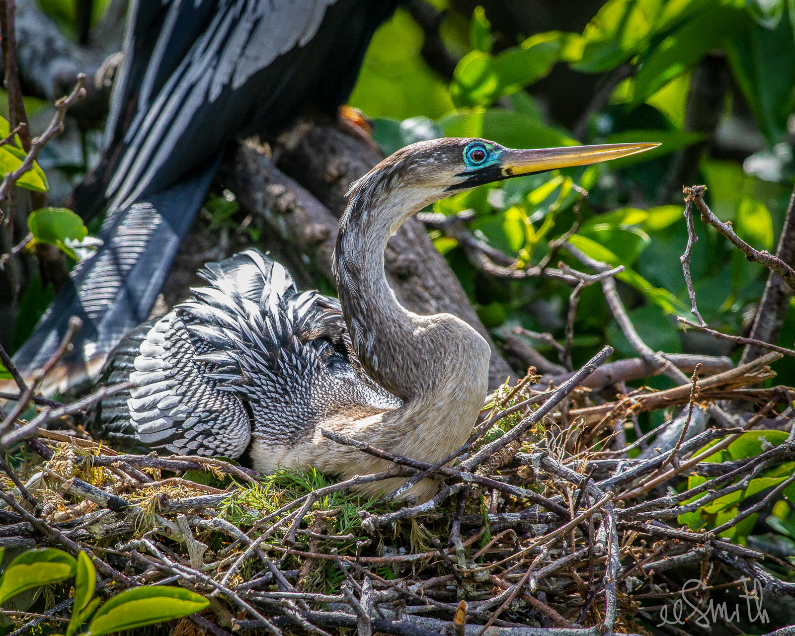 Anhinga with breeding eye ring