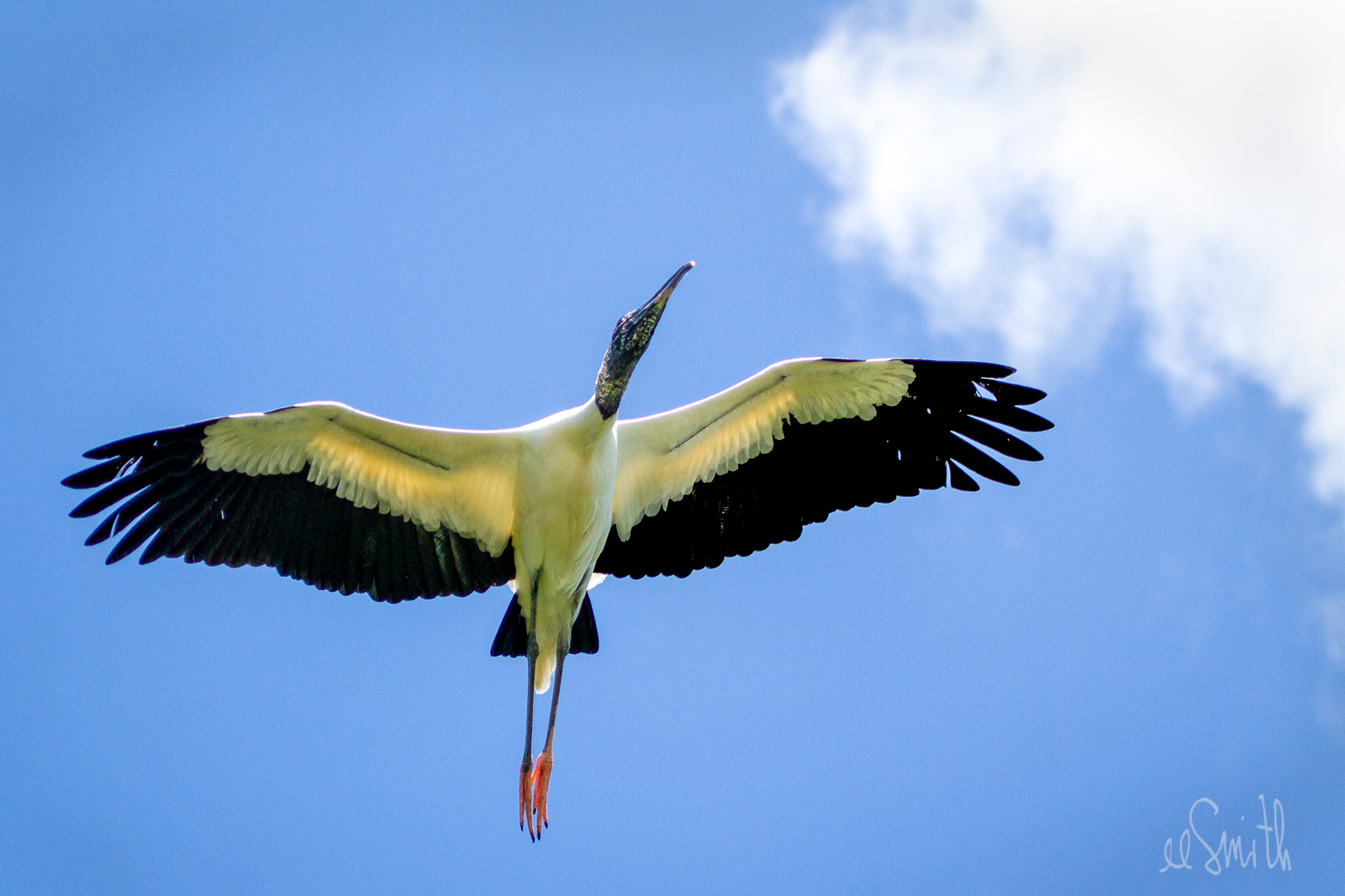 Wood stork in flight