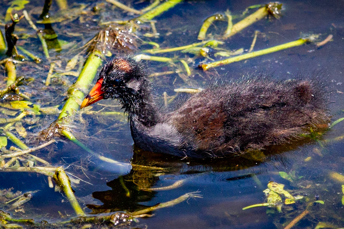 Juvenile Moorhen