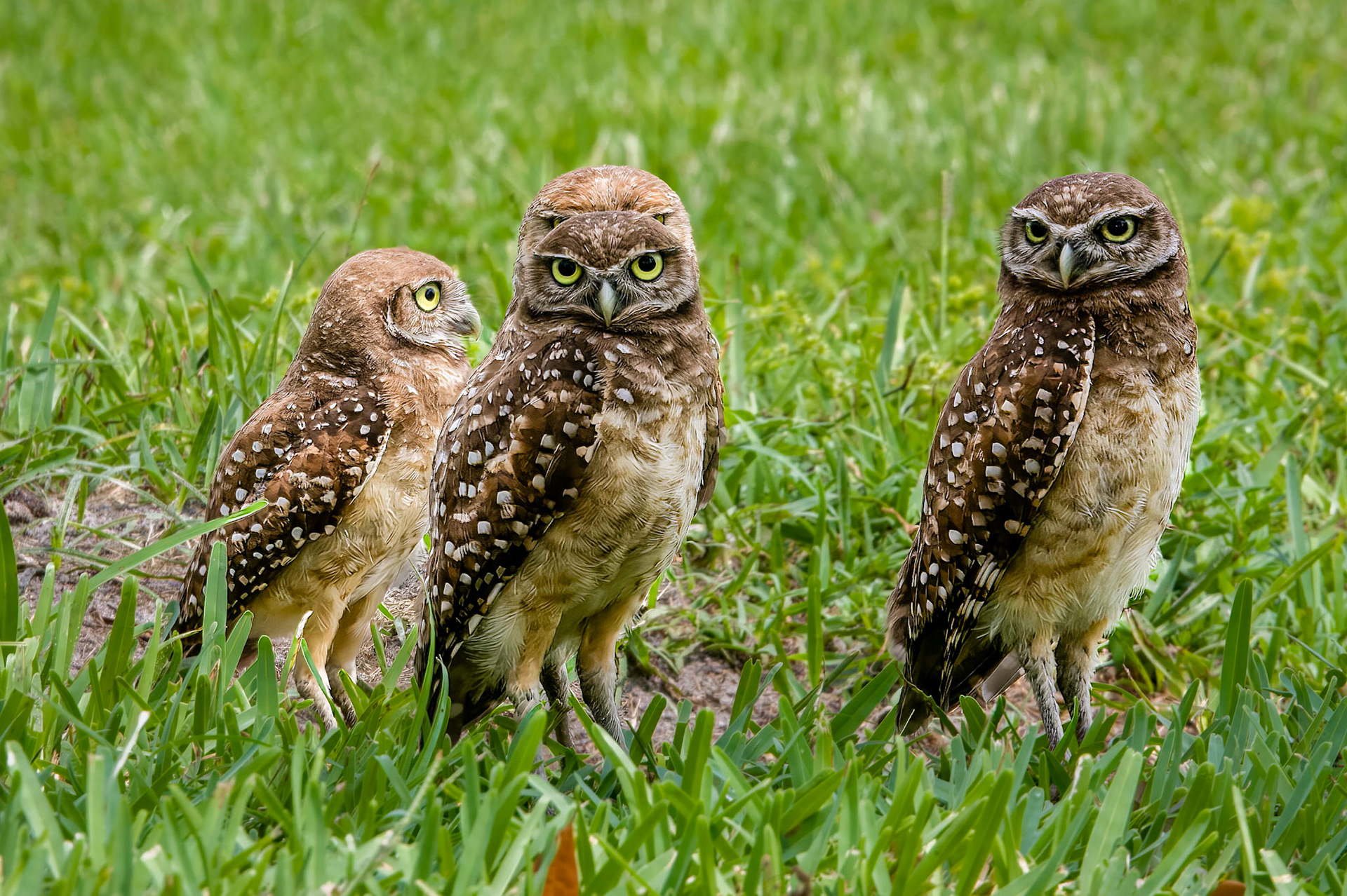Burrowing Owls south Florida