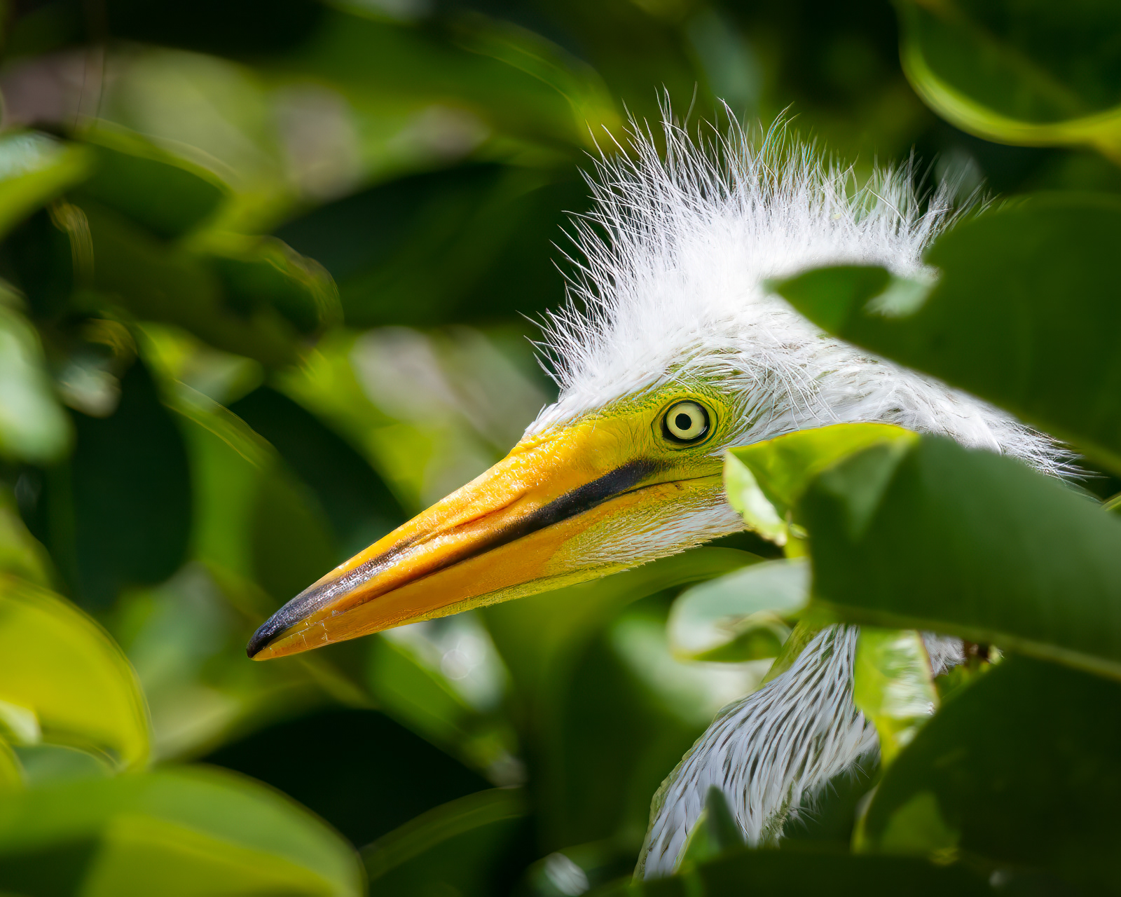 bird nestling