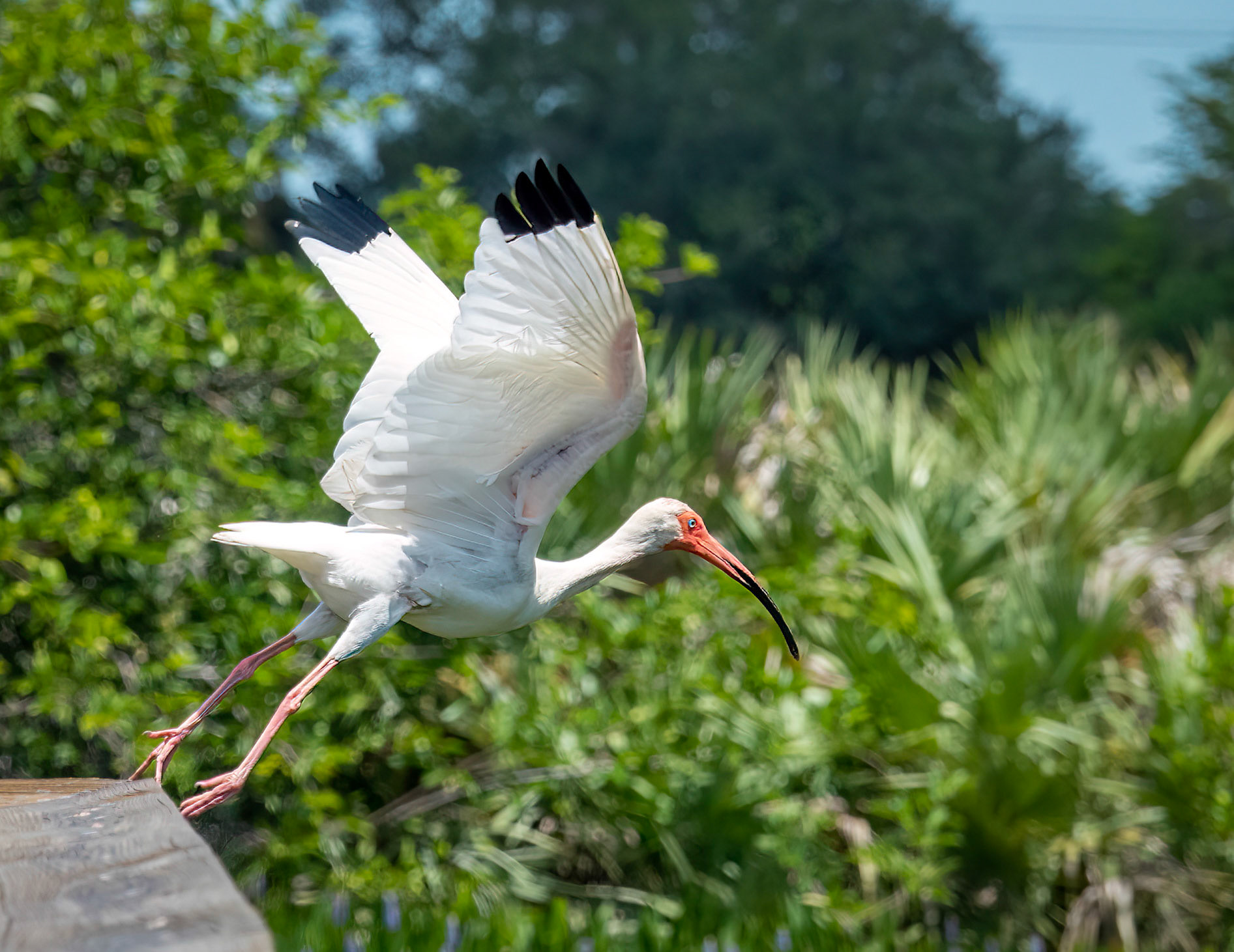 White Ibis taking flight