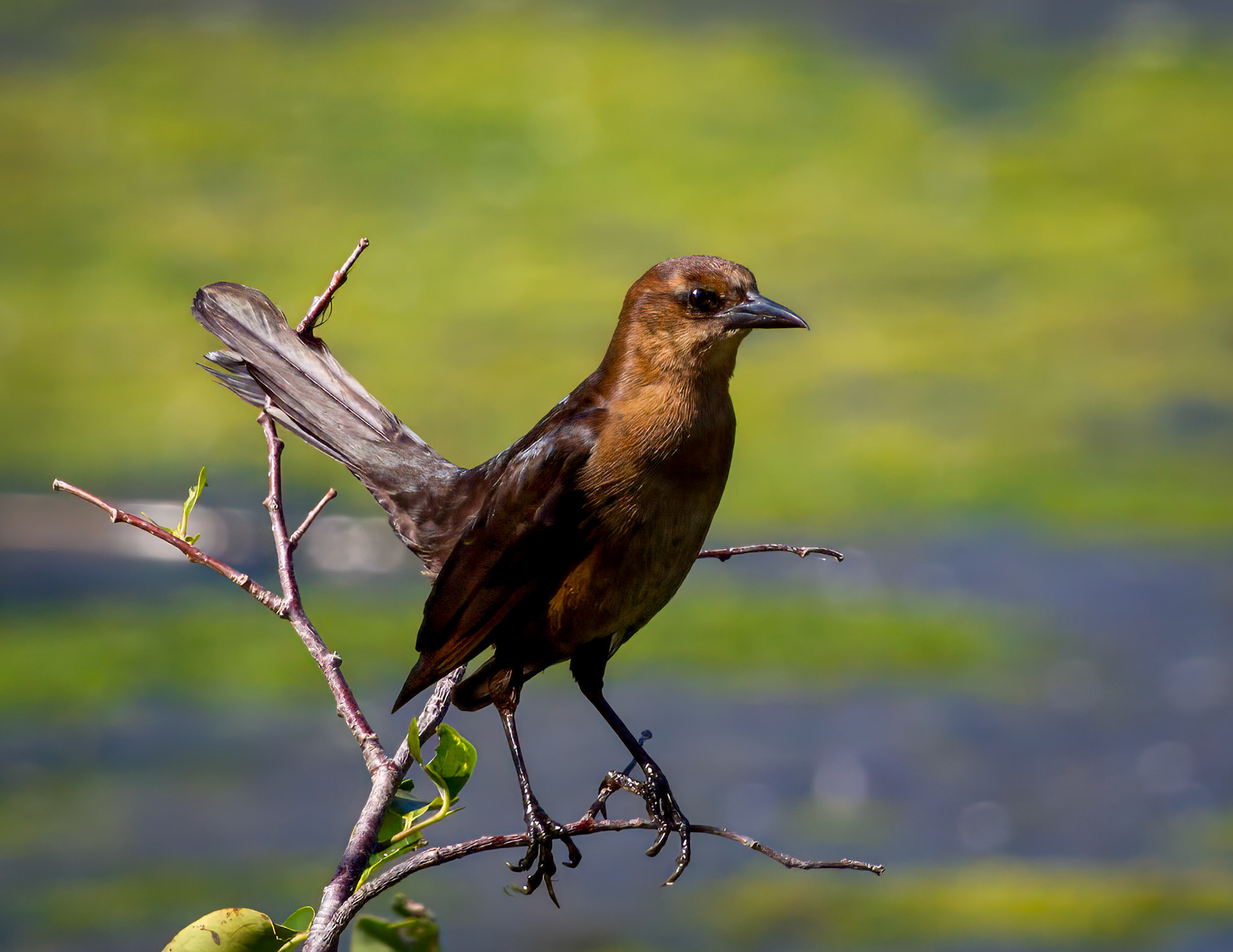 Female Boattail Grackle at Green Cay Wetlands