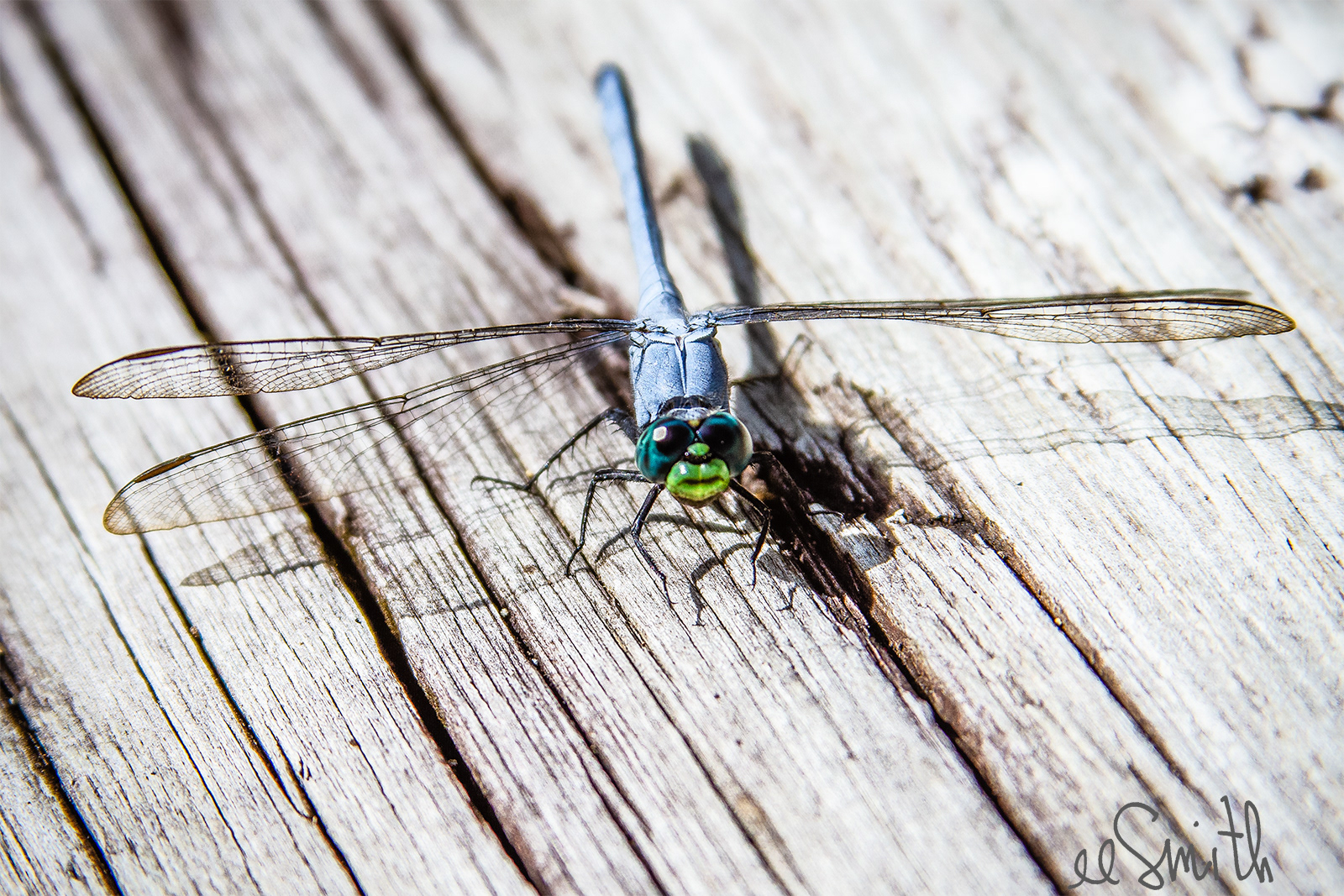 eastern pondhawk dragonfly