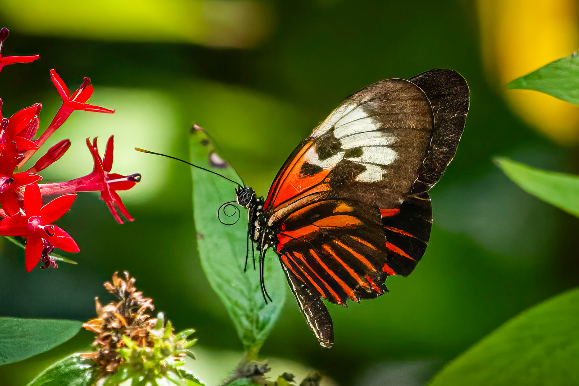 Postman butterfly in flight