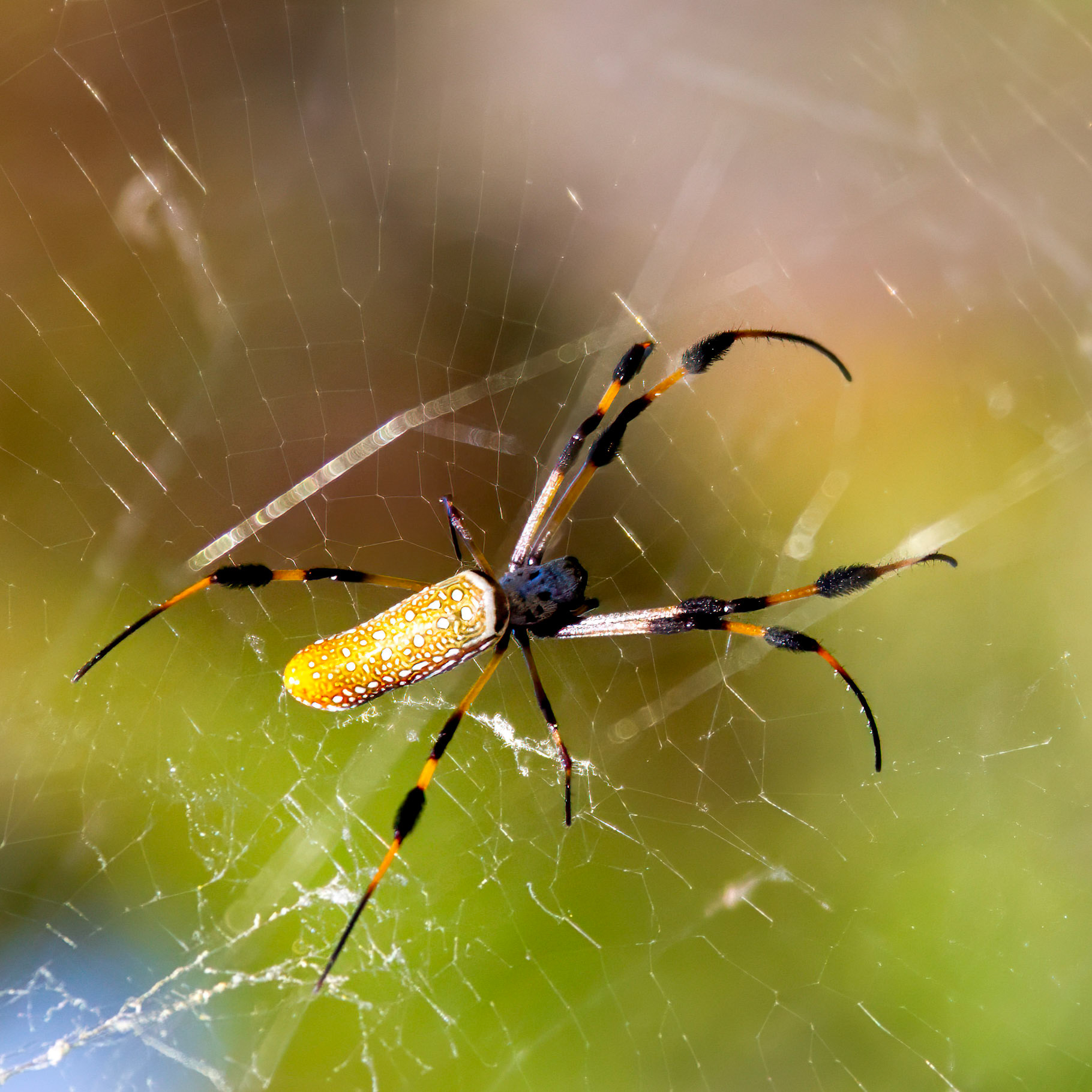 Golden Silk Orb-weaver