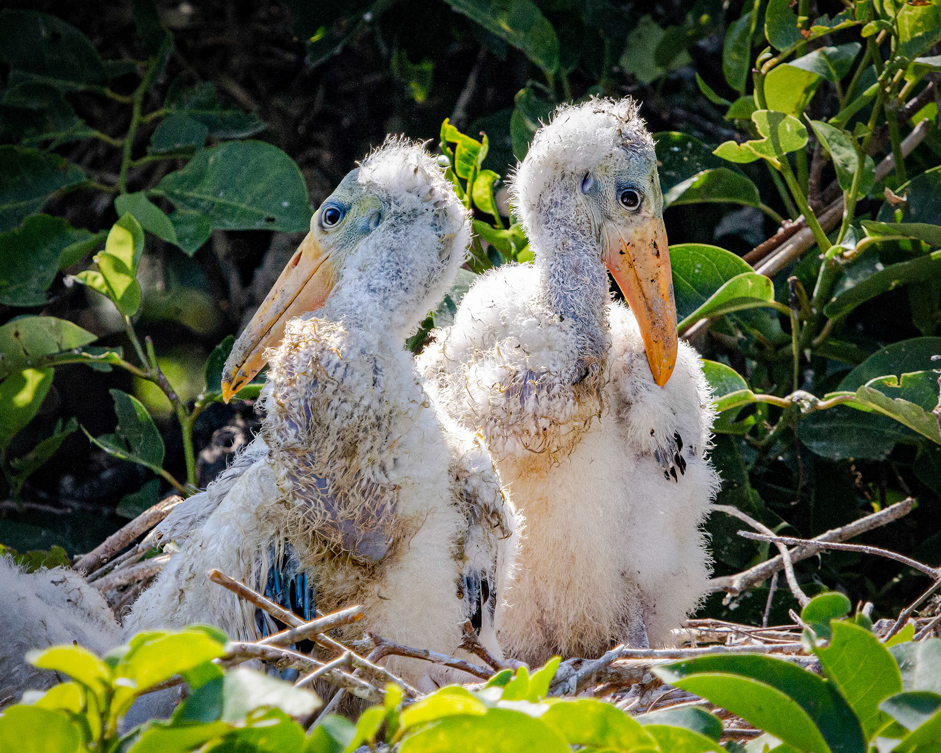 wood stork nestlings
