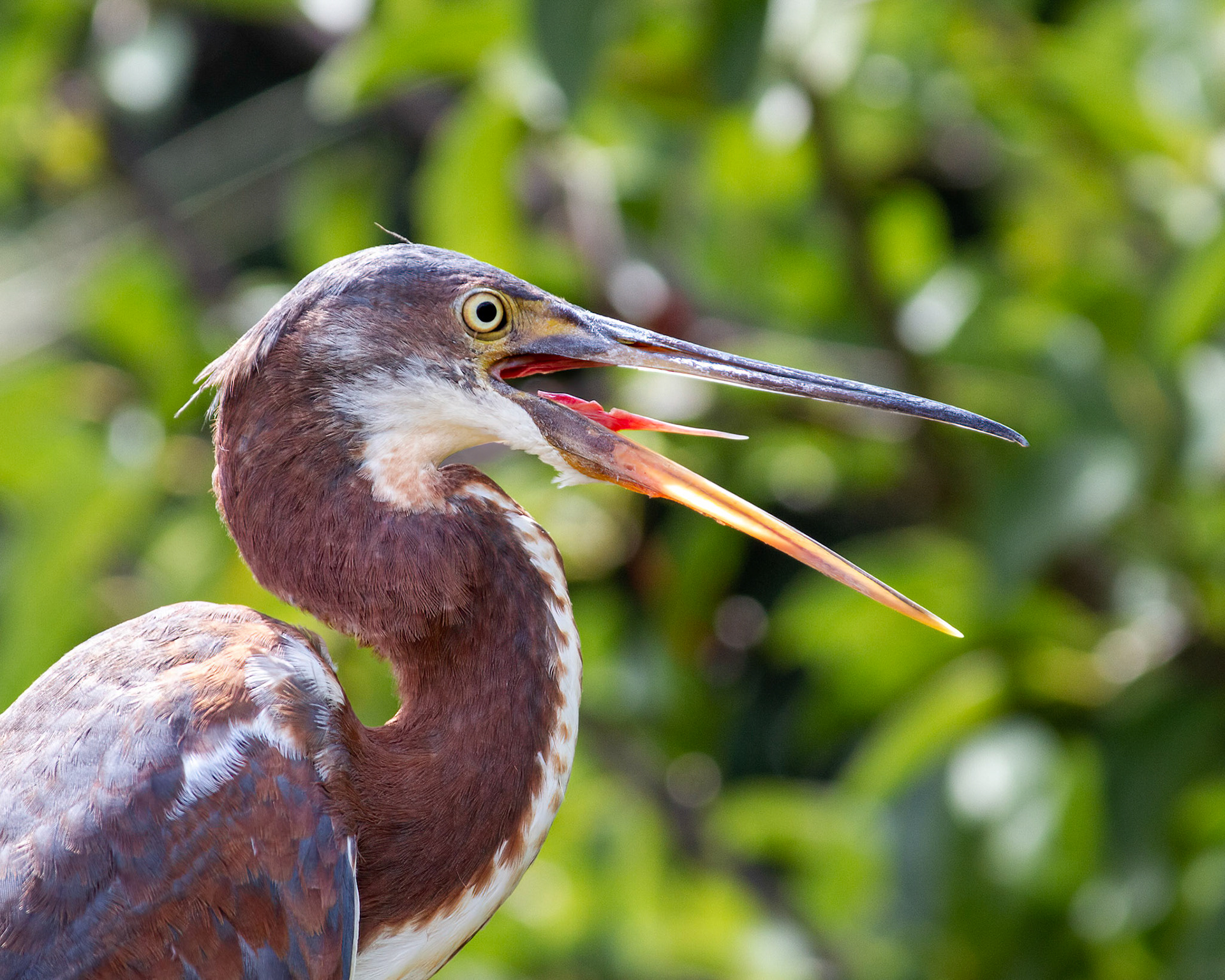 tri-color heron fishing