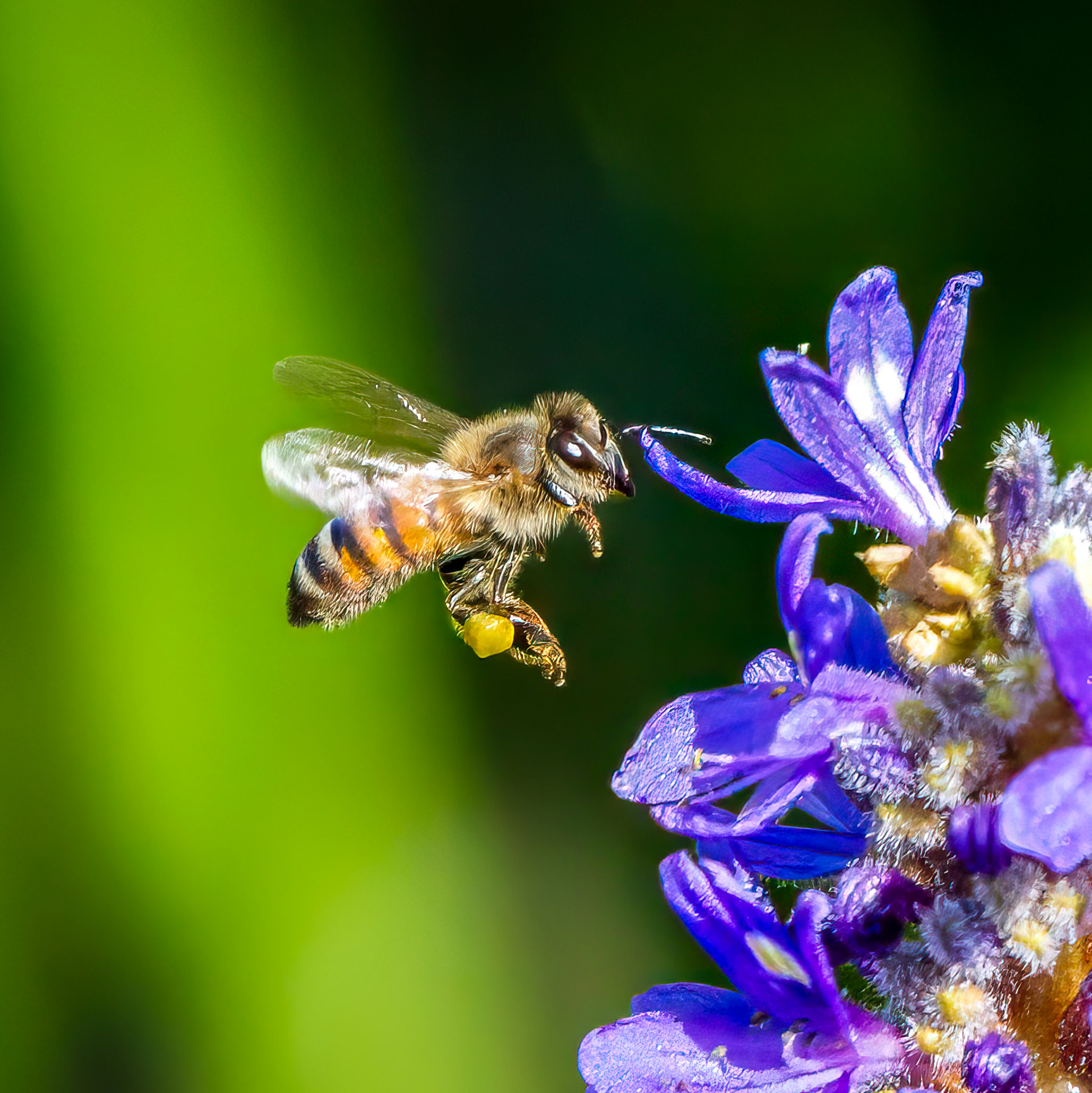 Bee at Green Cay Wetlands