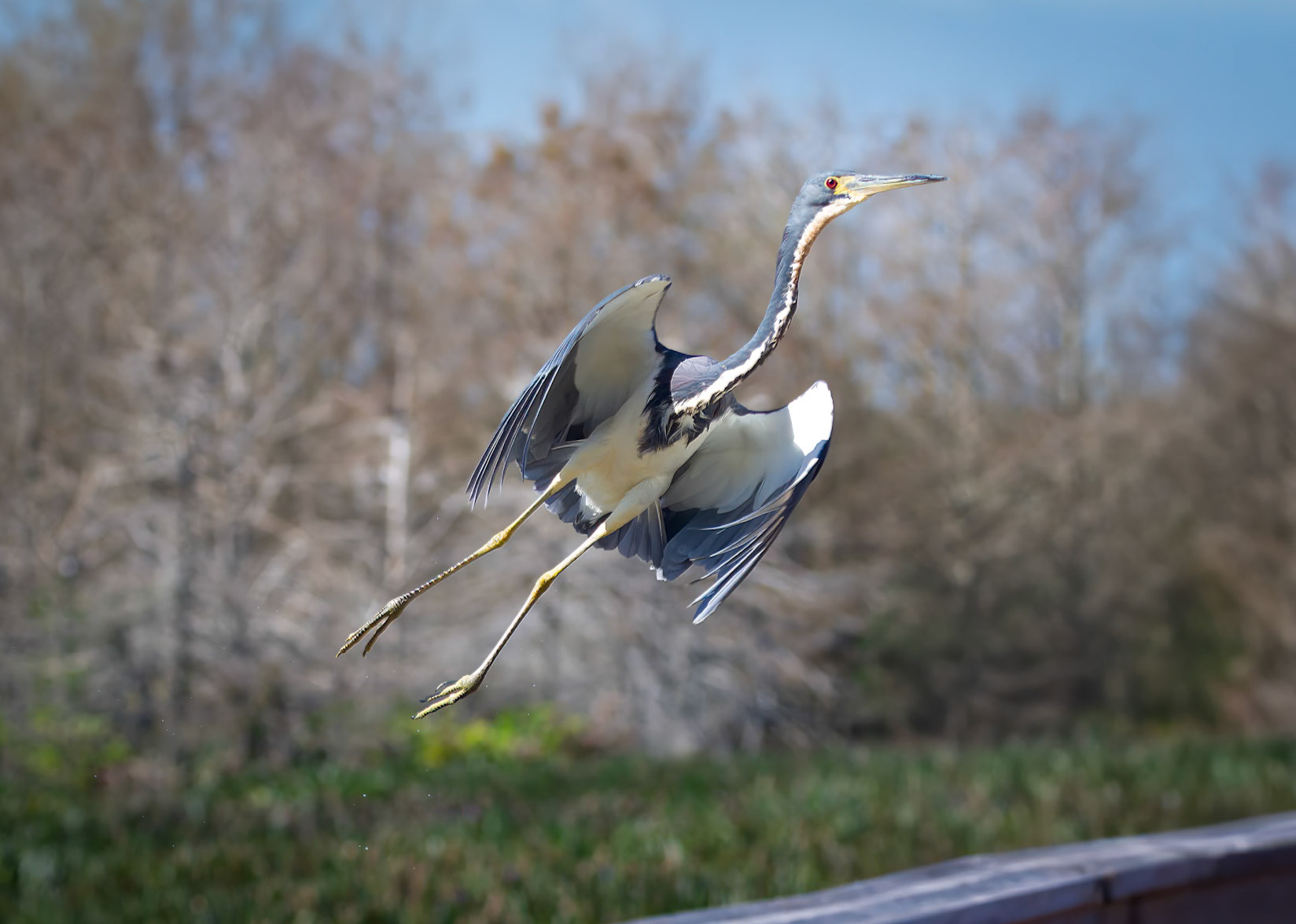 Tri-color Heron at Green Cay Wetlands
