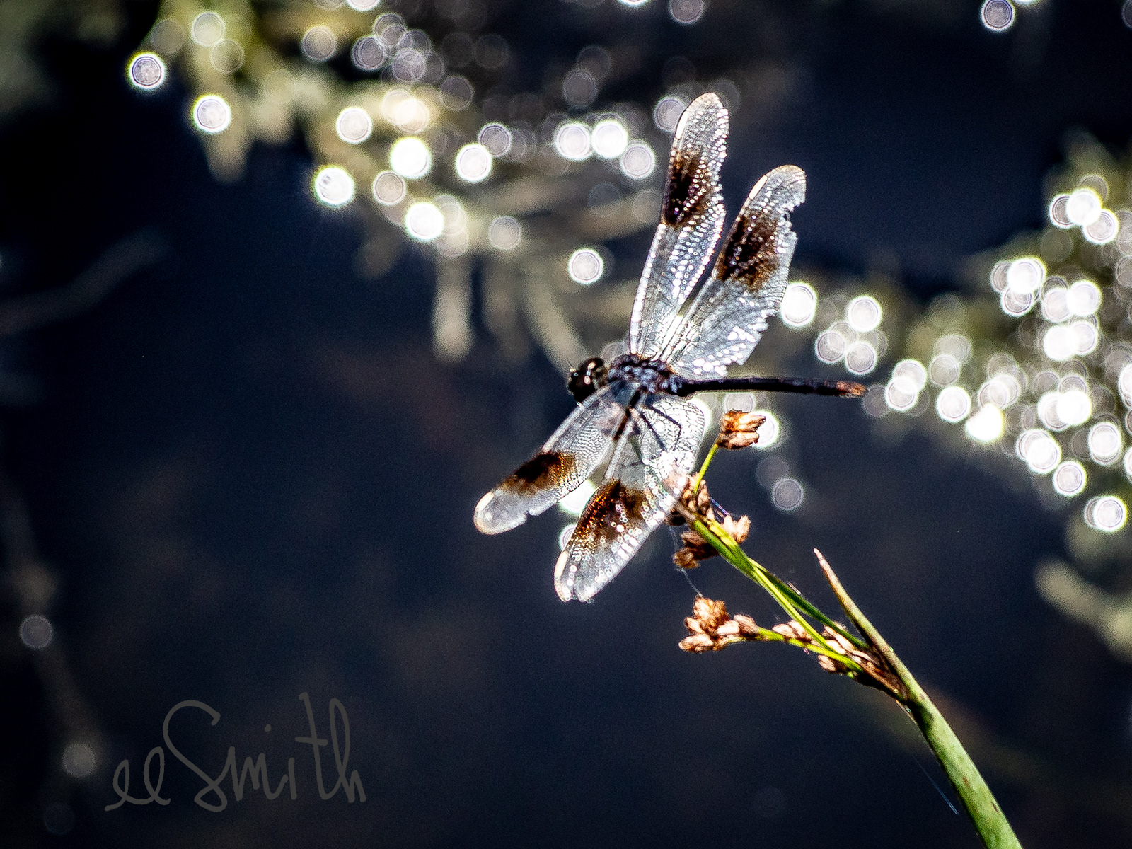 Four-Spotted pennant dragonfly