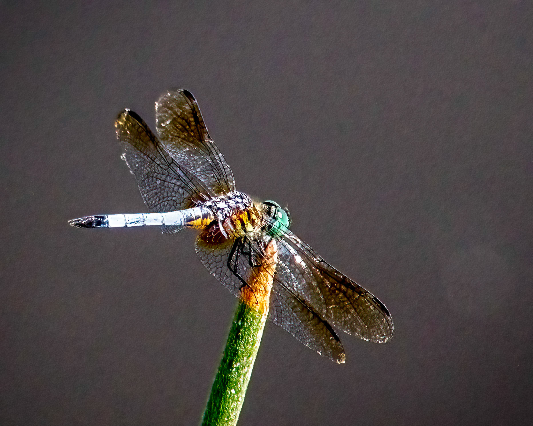 Blue Dasher Dragonfly