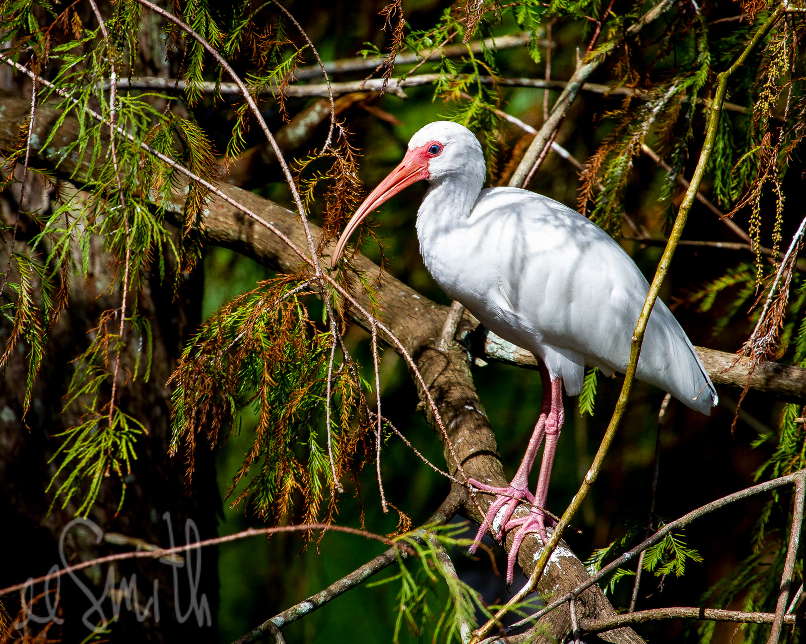 White Ibis