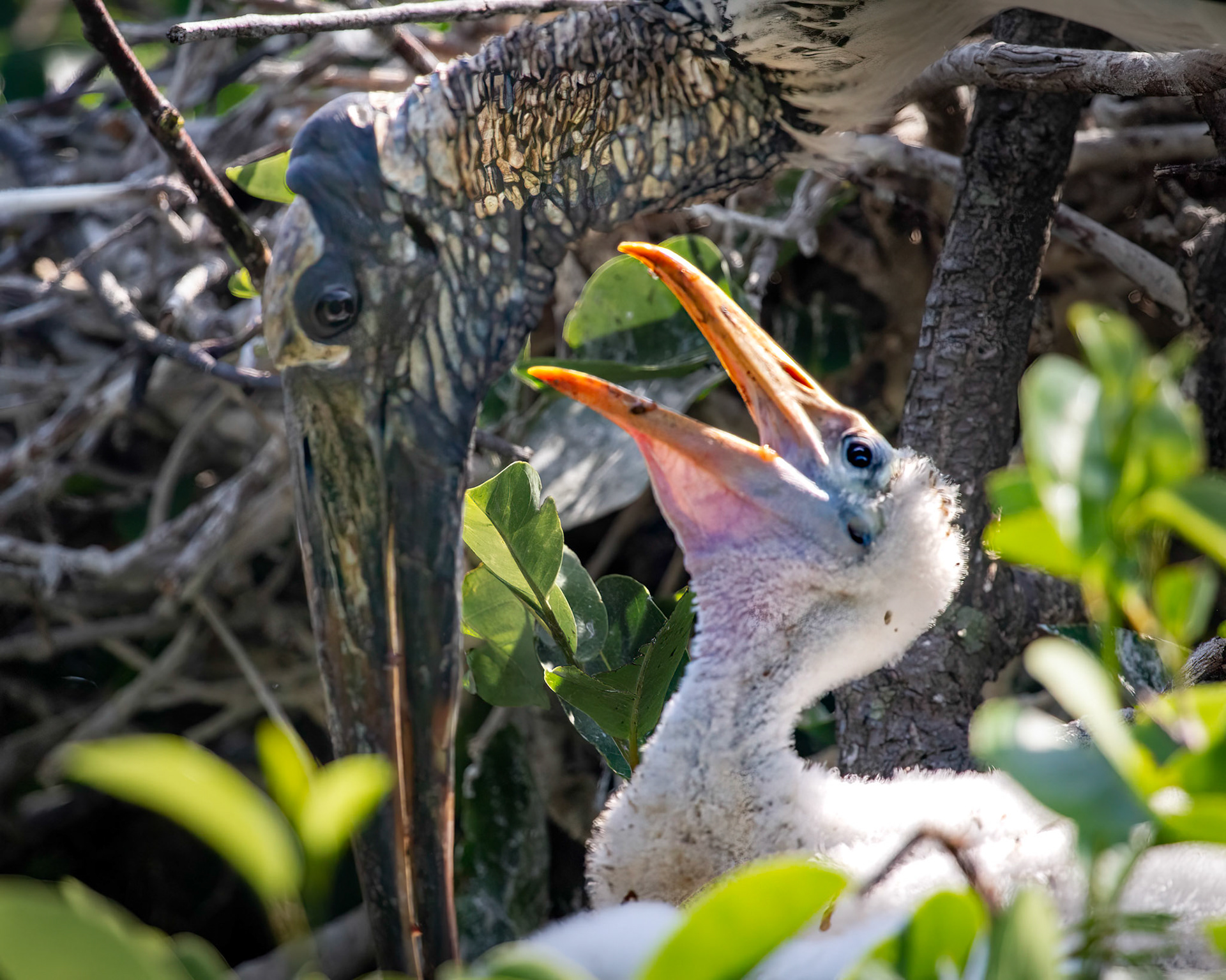 Wood stork & baby