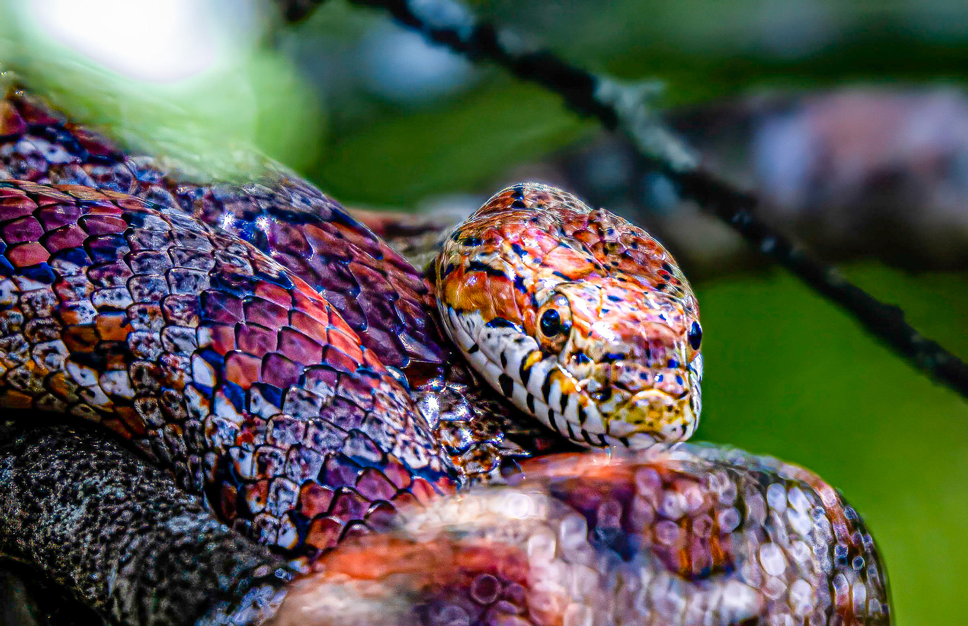 Florida King Snake in wetlands