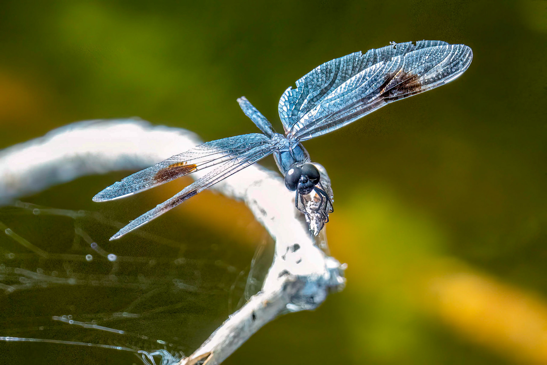 Blue dragonfly with 4-spotted wings